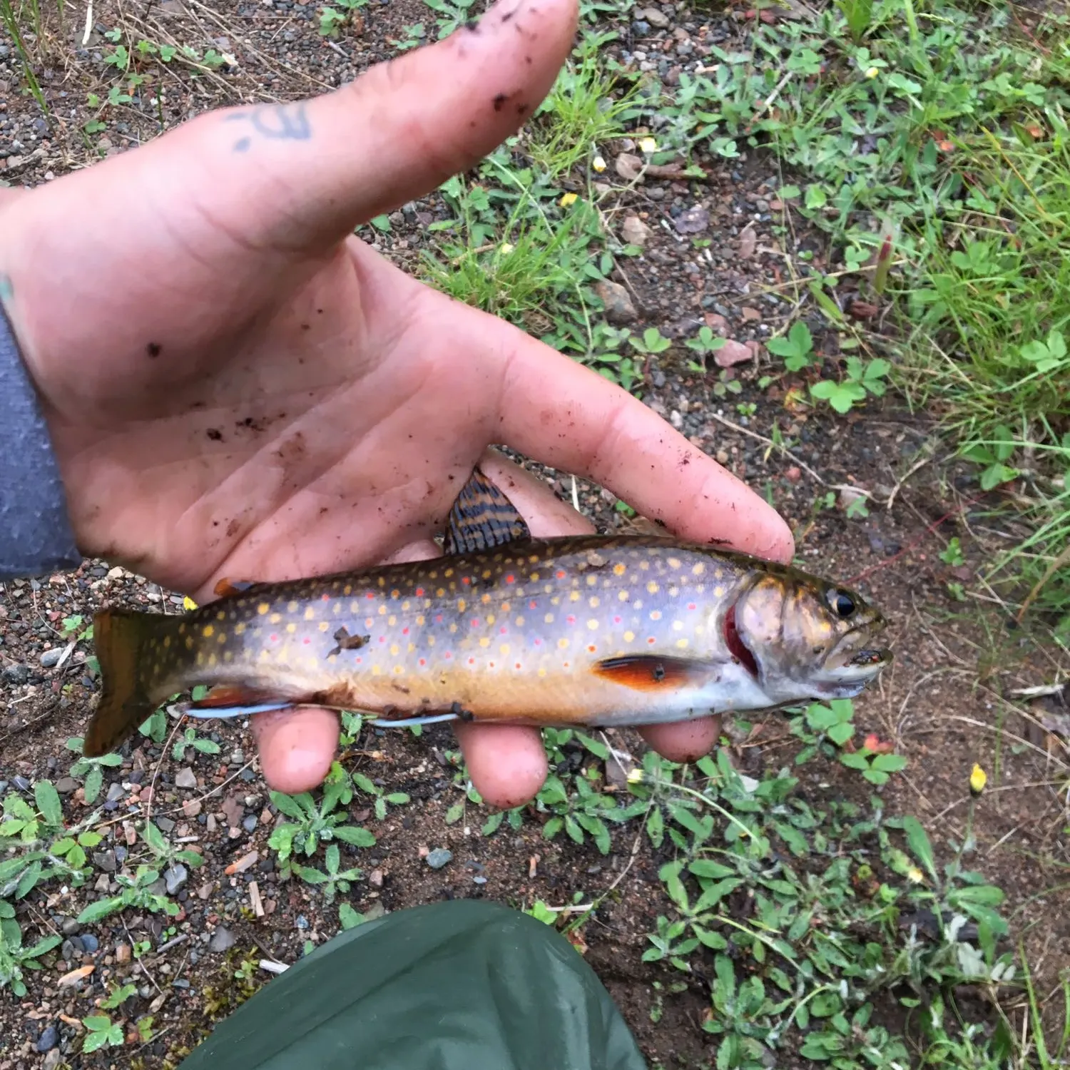 Brook trout caught on Fishbrain