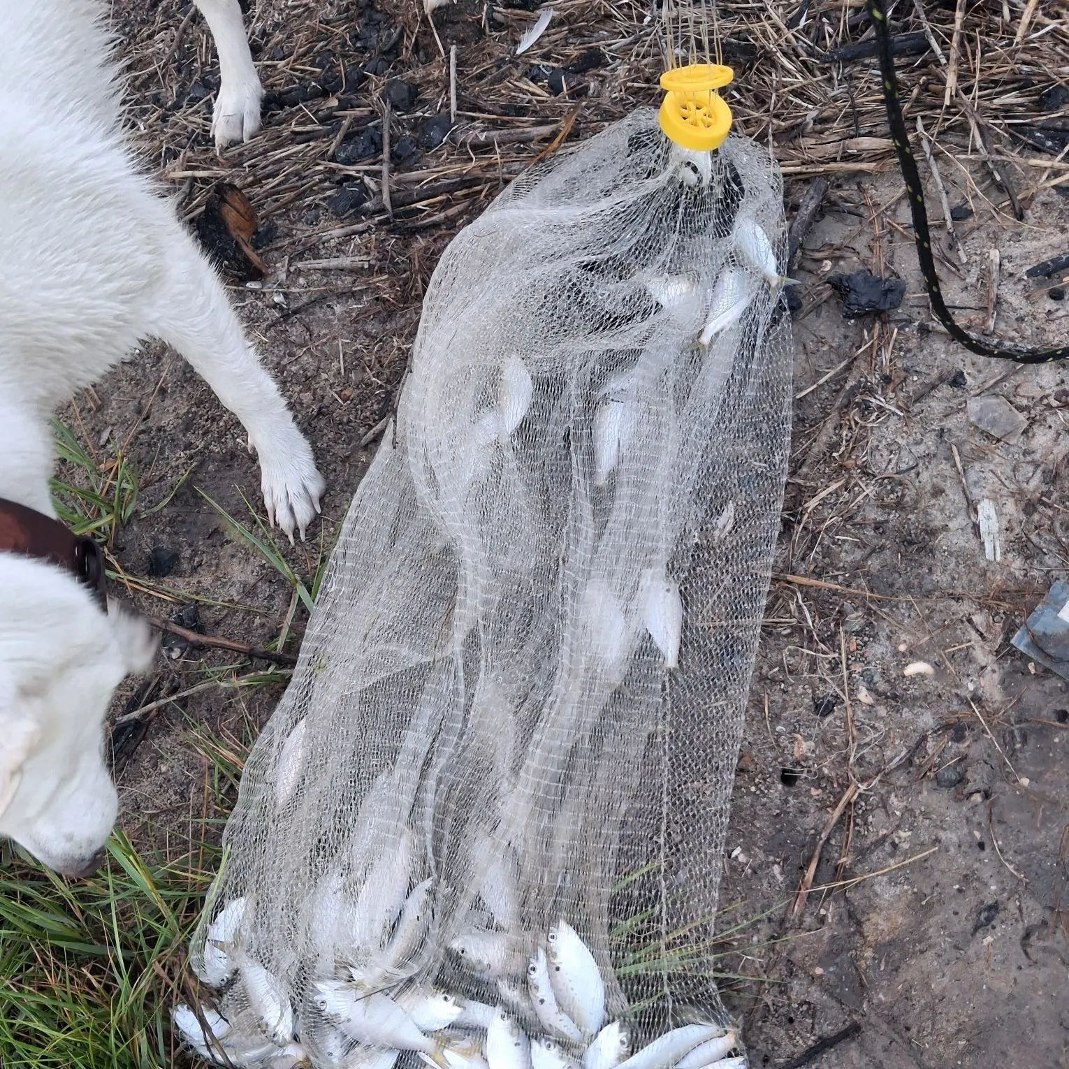 Gulf menhaden caught on Fishbrain