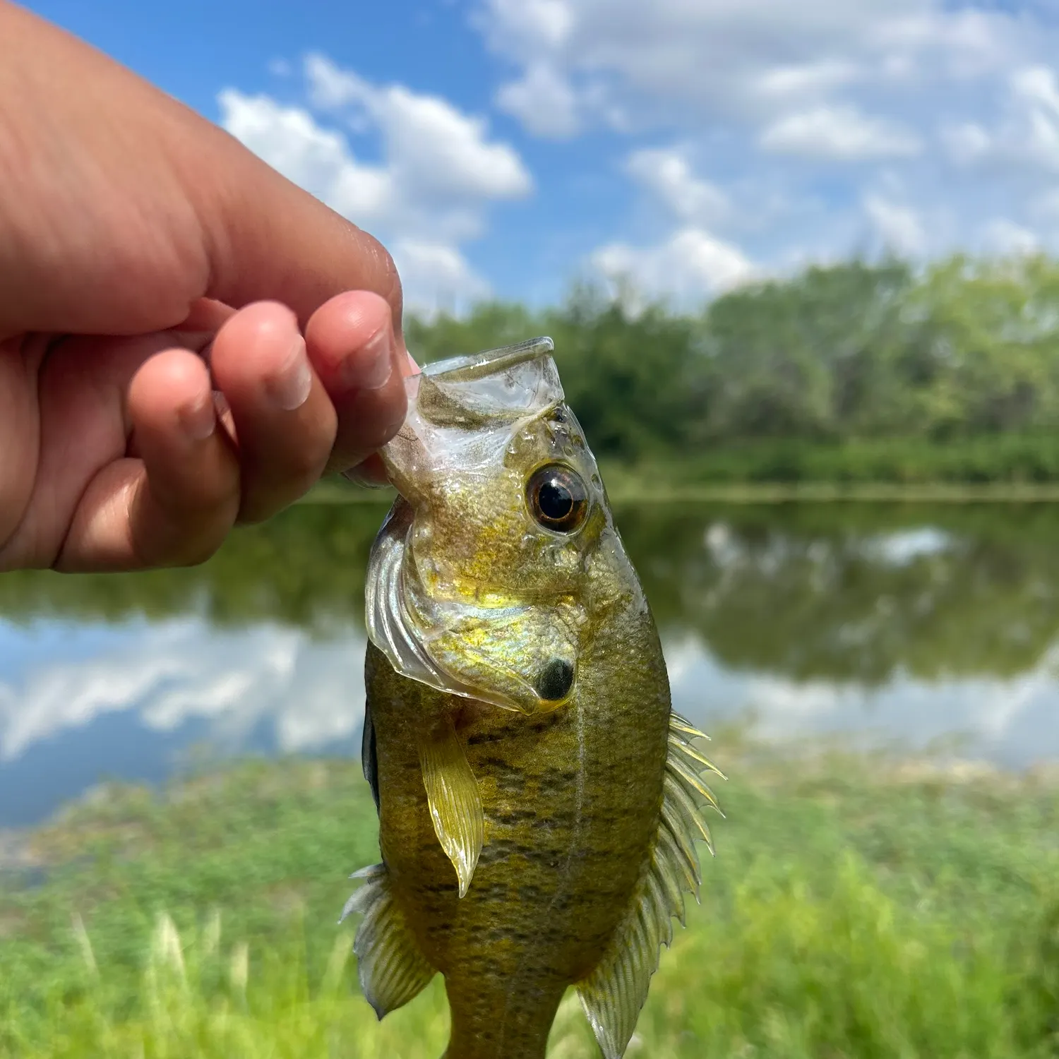 Warmouth caught on Fishbrain