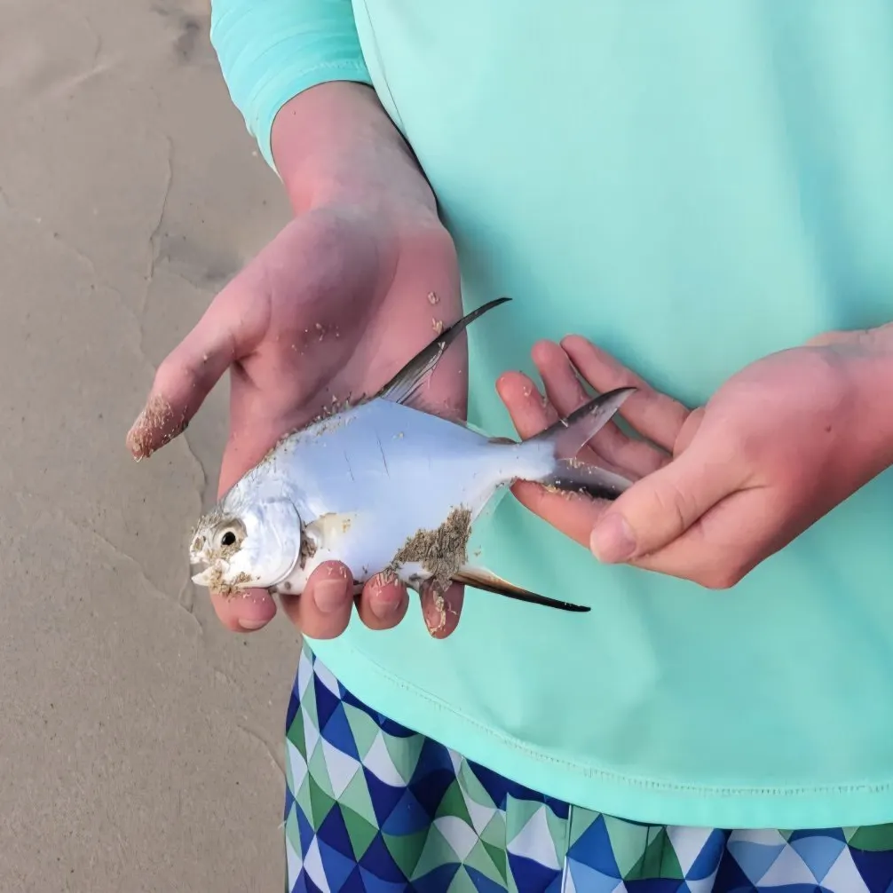The most recent Palometa catches on Fishbrain