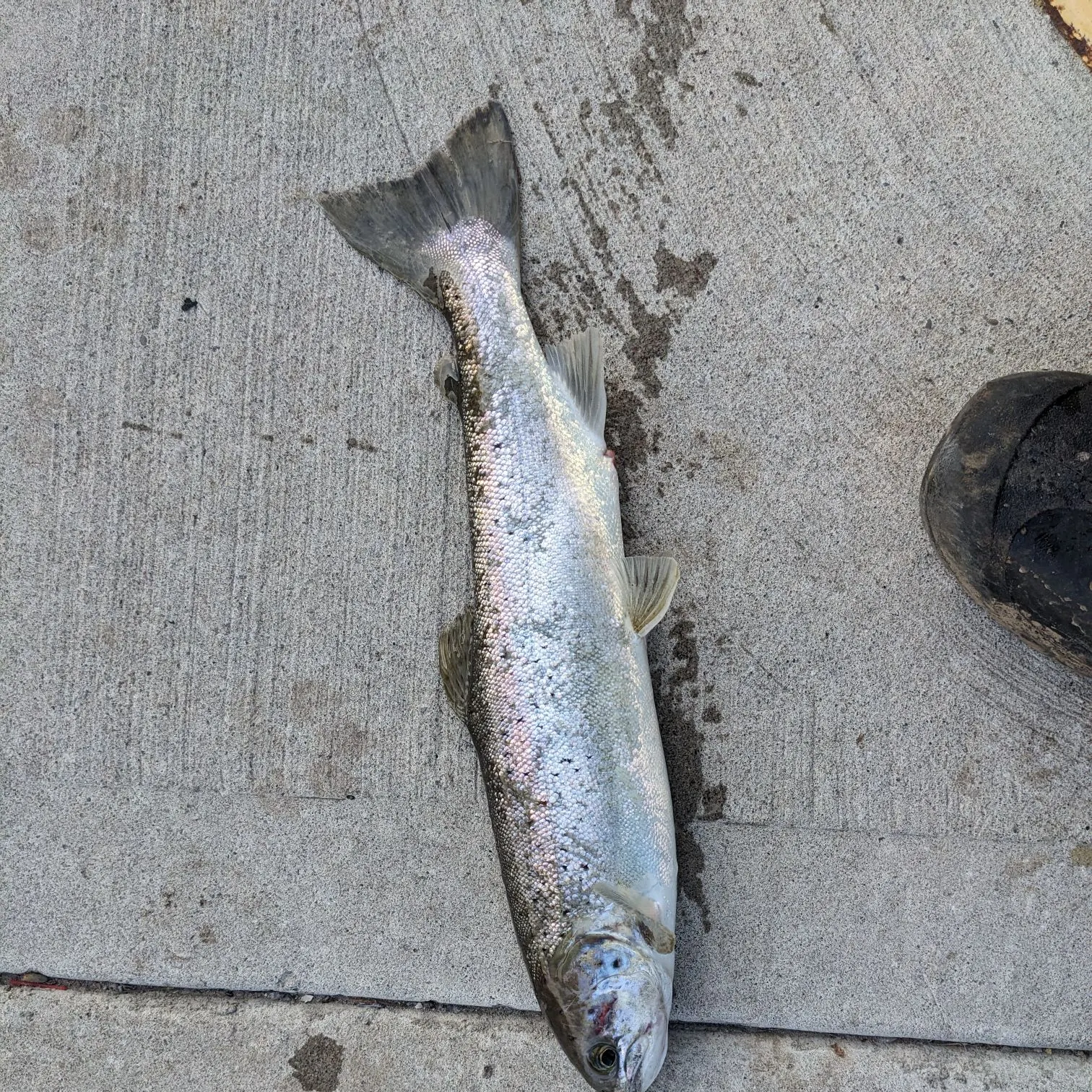 The most recent Landlocked atlantic salmon catches on Fishbrain