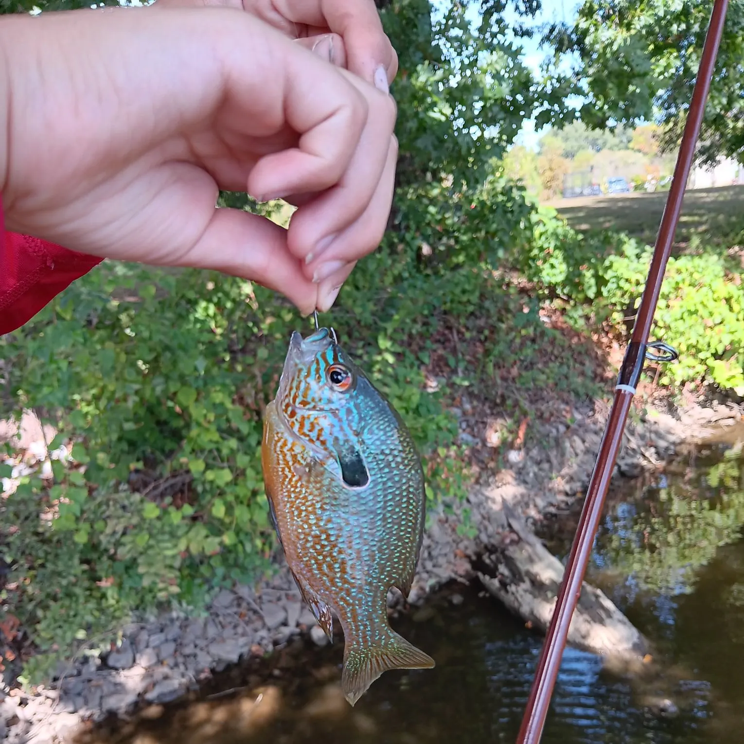 Longear sunfish caught on Fishbrain