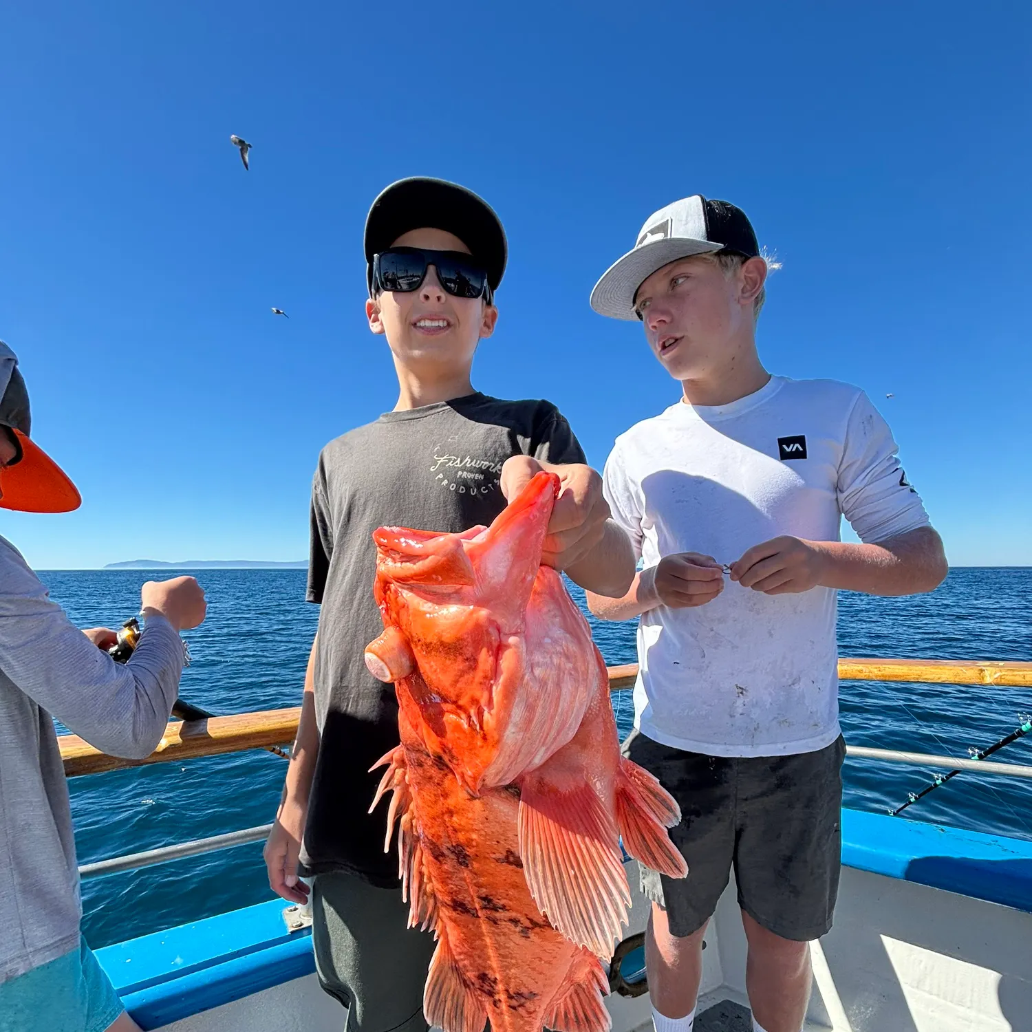 The most recent Cowcod rockfish catches on Fishbrain