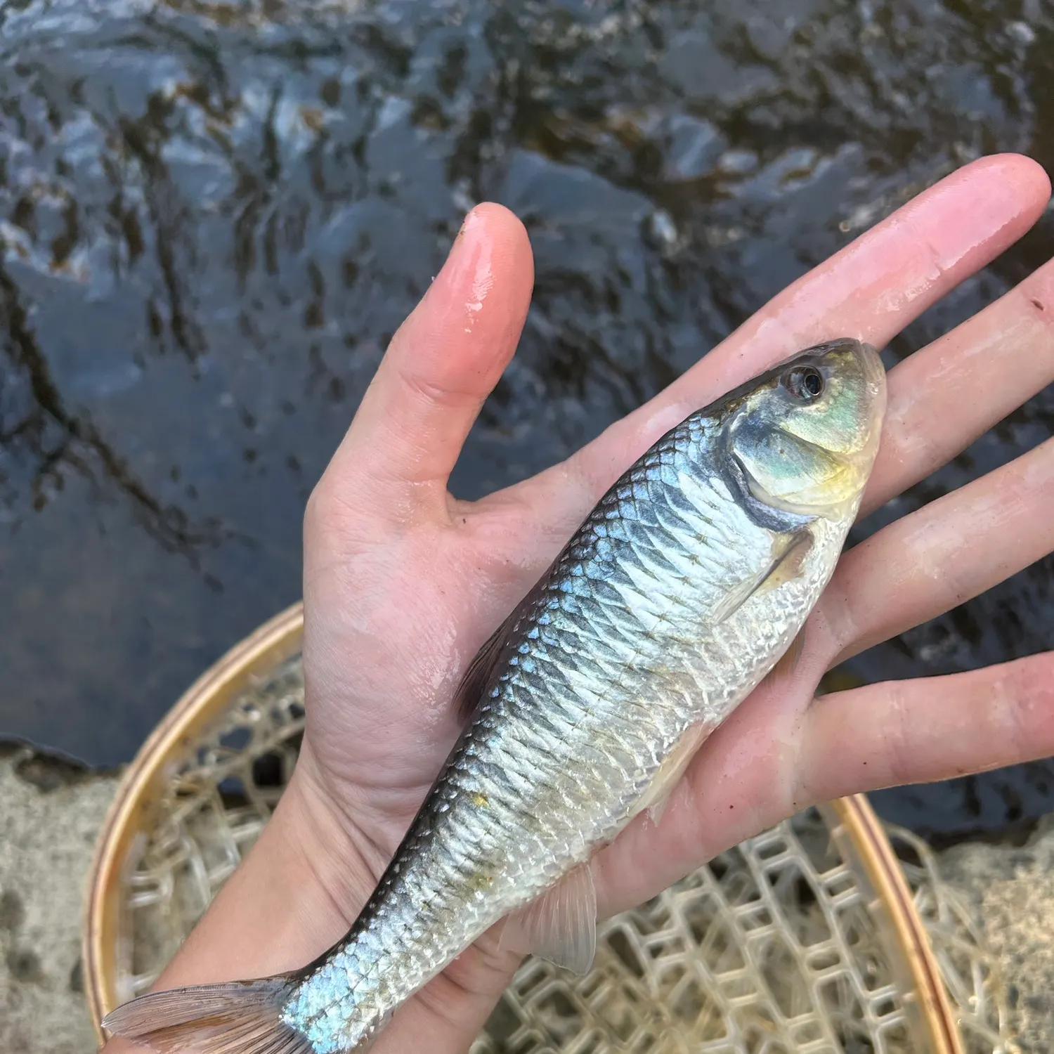 The most recent Striped shiner catches on Fishbrain
