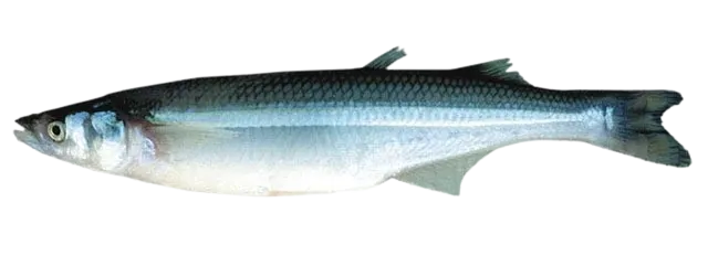 Argentinian silverside