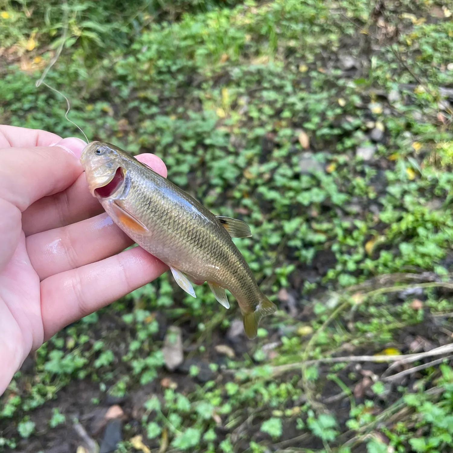 Creek chub caught on Fishbrain