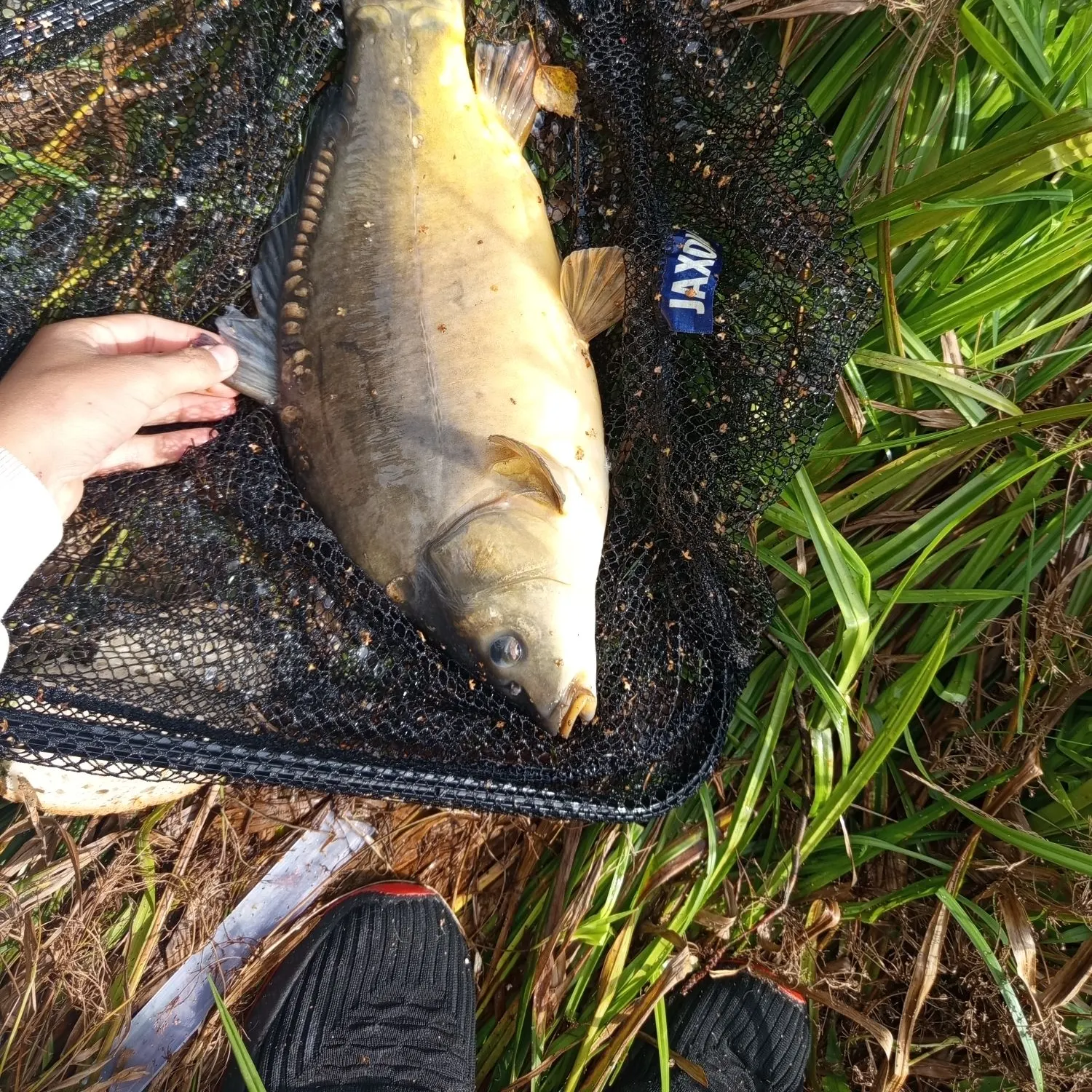 Leather carp caught on Fishbrain