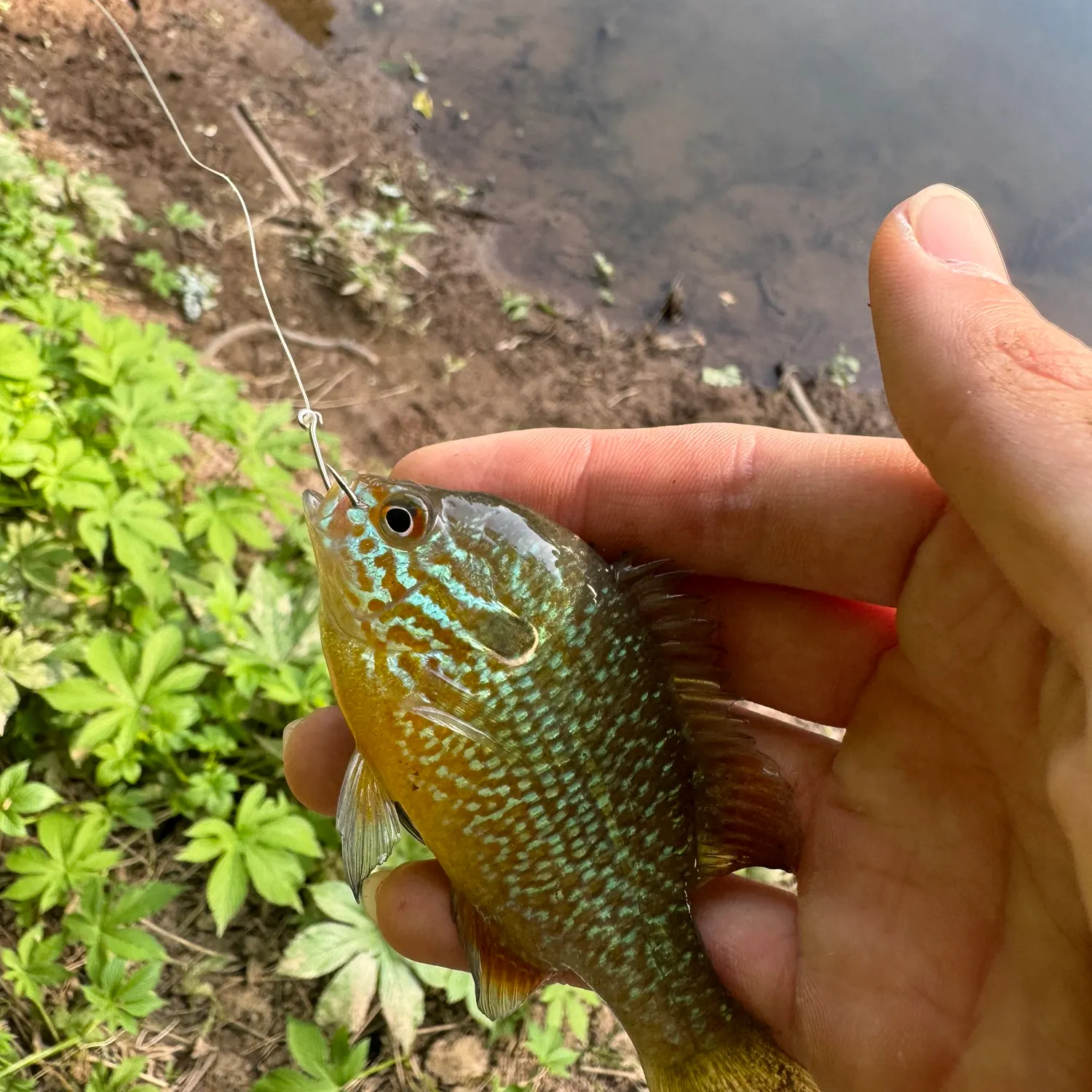 The most recent Longear sunfish catches on Fishbrain