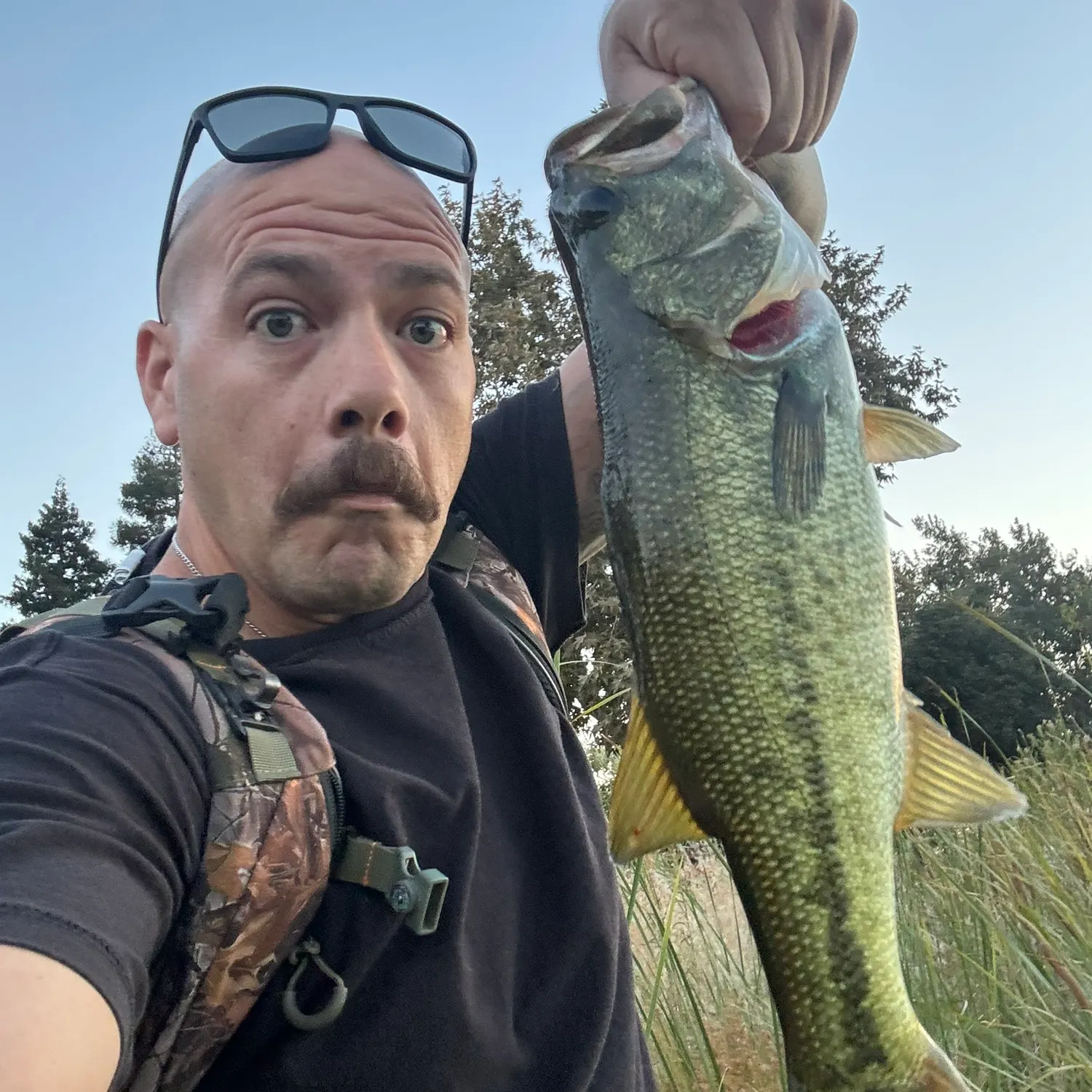 Largemouth bass caught on Fishbrain