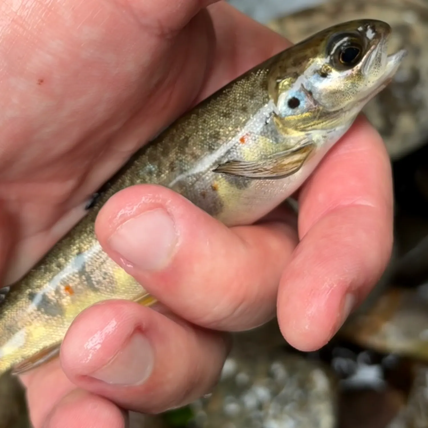 Atlantic salmon caught on Fishbrain