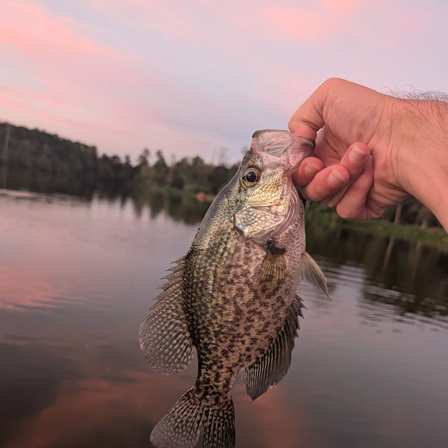 Black crappie caught on Fishbrain