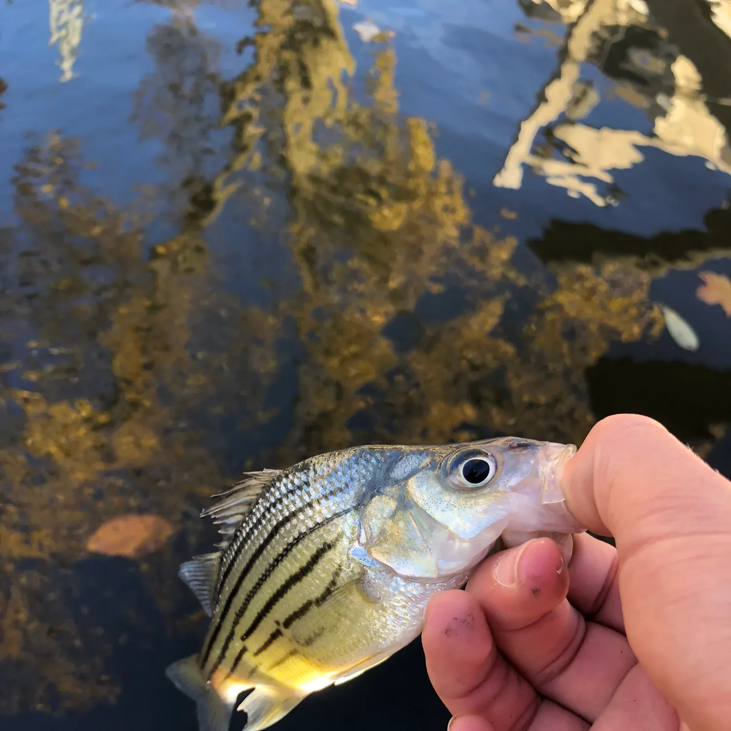 The most recent Yellow bass catches on Fishbrain