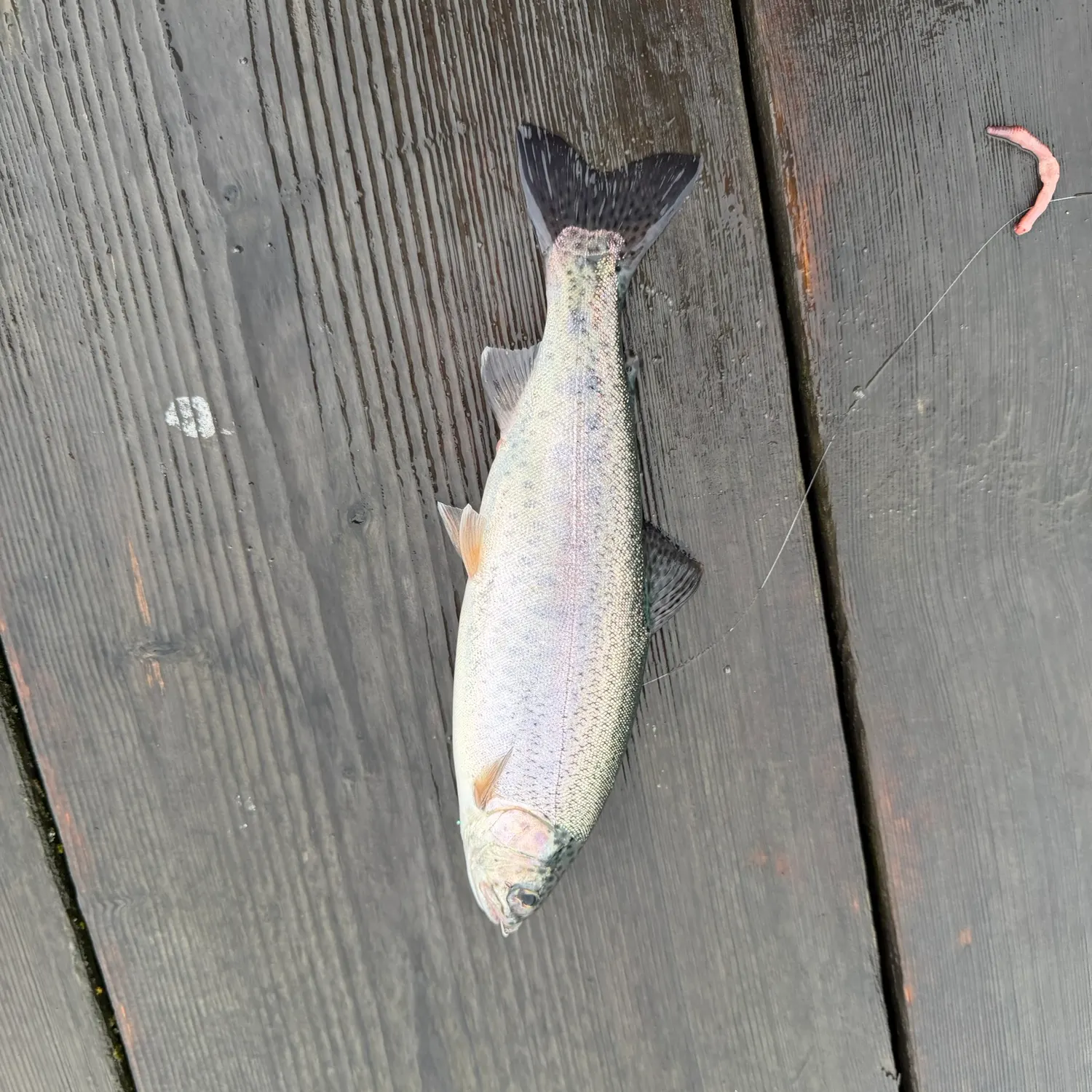 Rainbow trout caught on Fishbrain