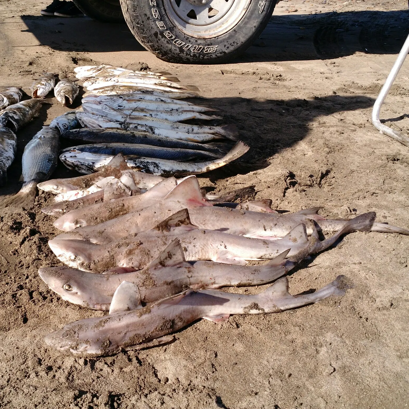 angler catch