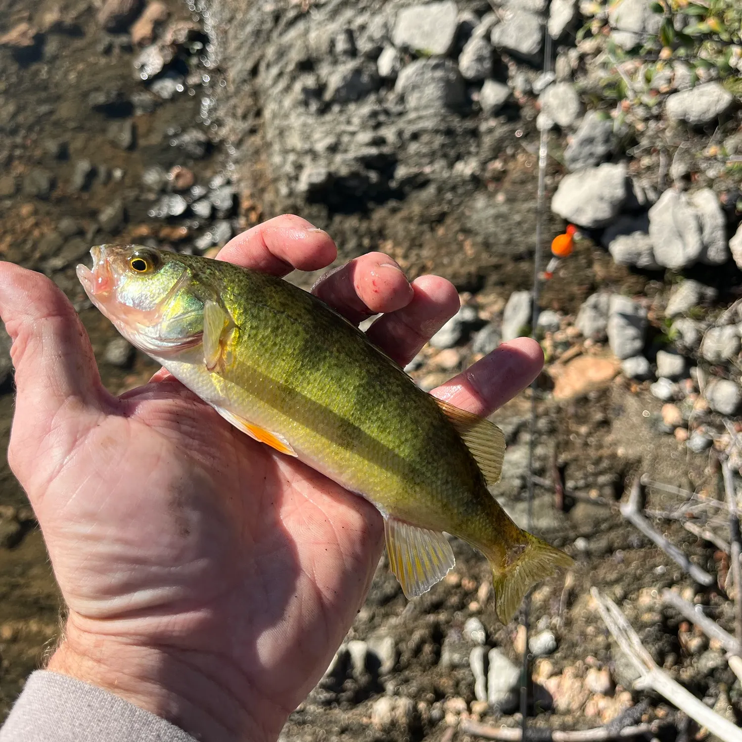 Yellow perch caught on Fishbrain