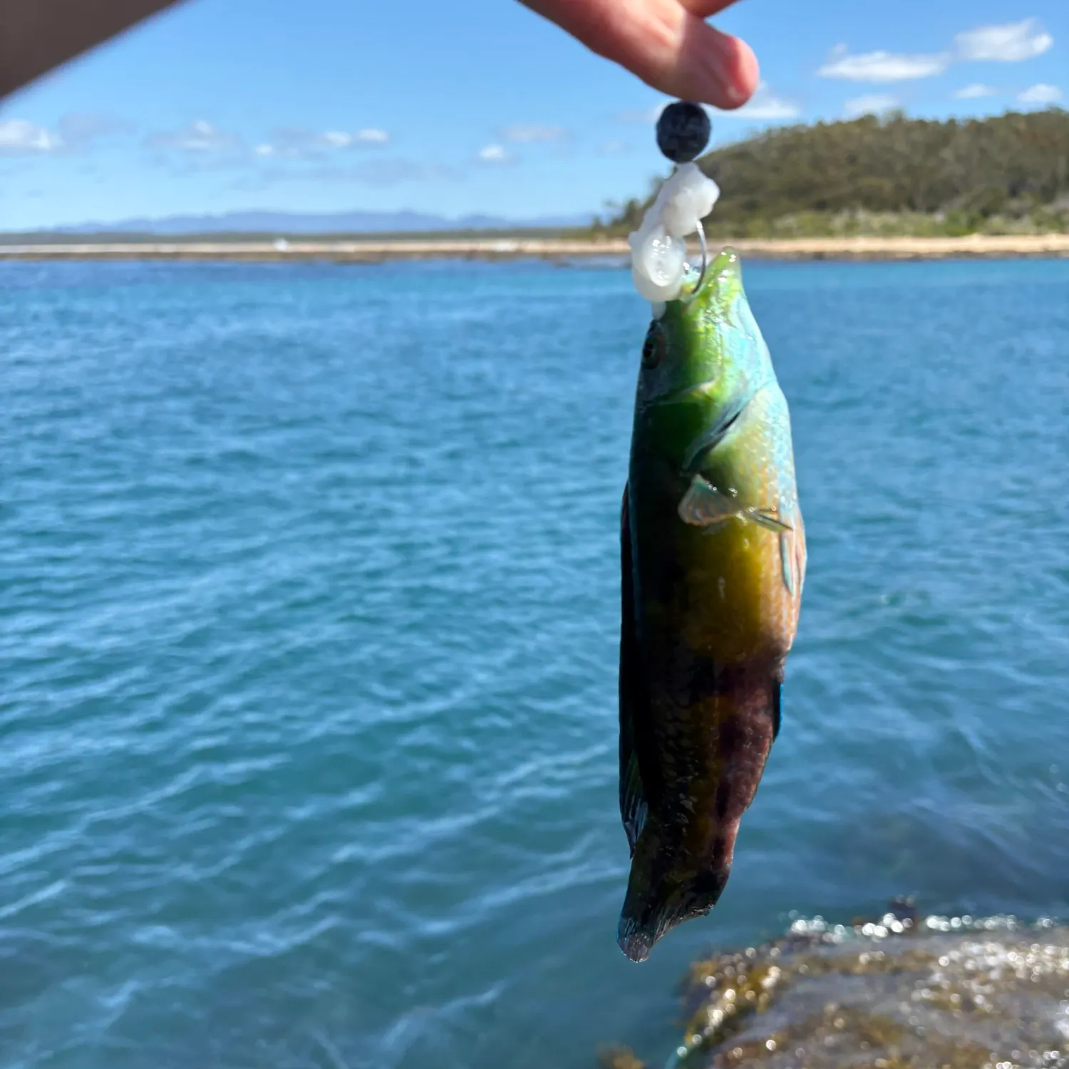 Patrician wrasse caught on Fishbrain