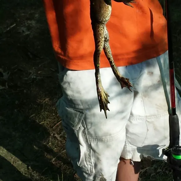 The most recent Commerson's frogfish catches on Fishbrain