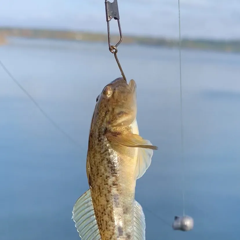 Round goby caught on Fishbrain