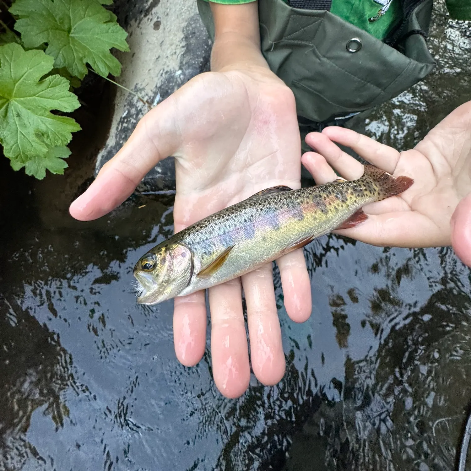 The most recent Golden trout catches on Fishbrain