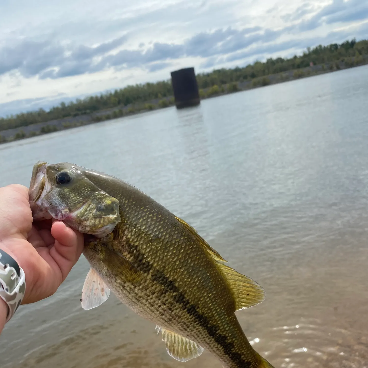 Shoal bass caught on Fishbrain