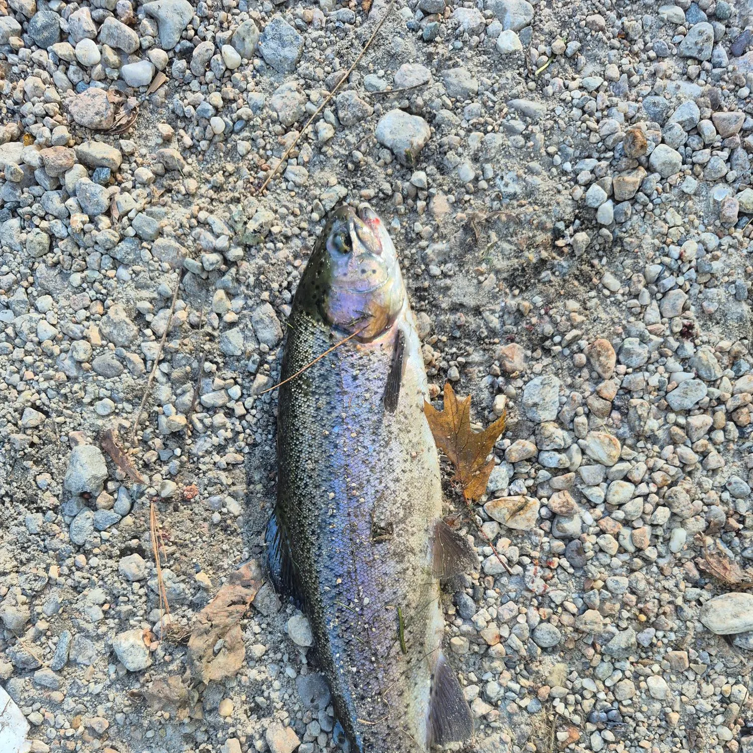 Rainbow trout caught on Fishbrain