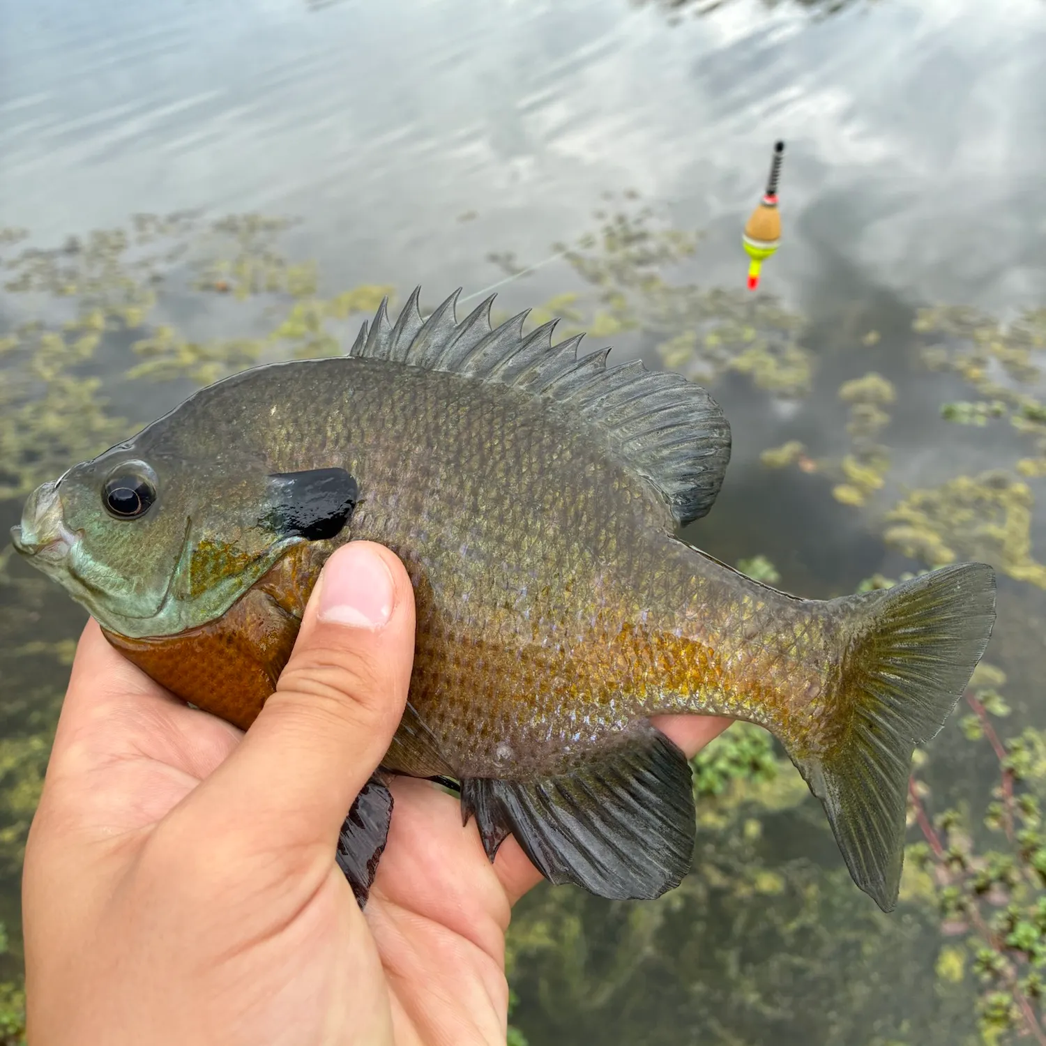 Bluegill caught on Fishbrain