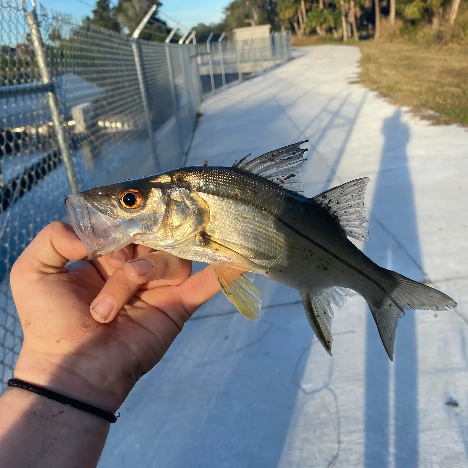 The most recent Fat snook catches on Fishbrain