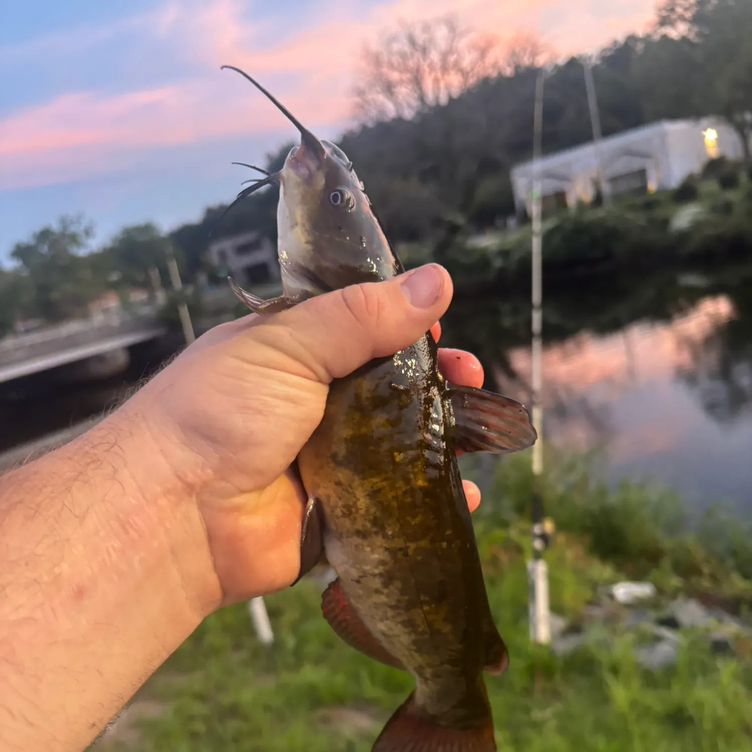 Channel catfish caught on Fishbrain