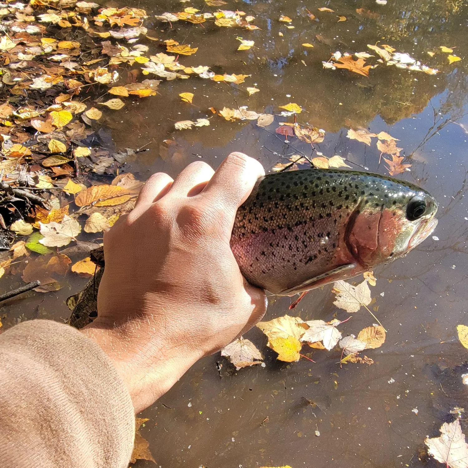 Rainbow trout caught on Fishbrain