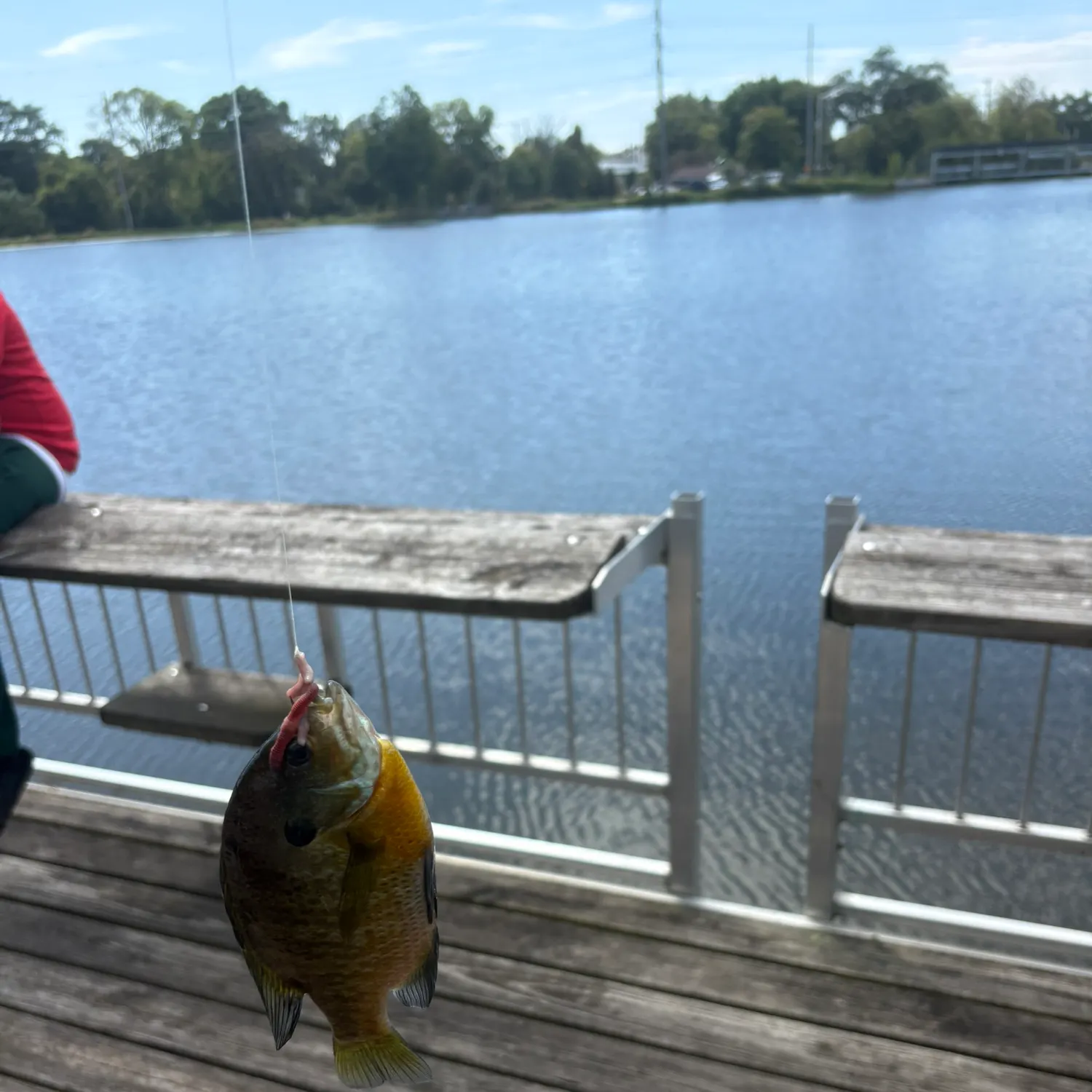 Bluegill caught on Fishbrain