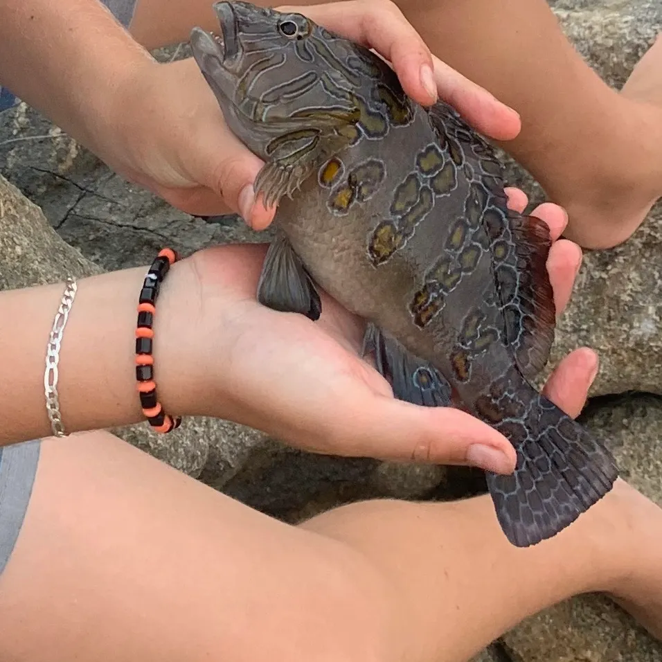 The most recent Giant hawkfish catches on Fishbrain