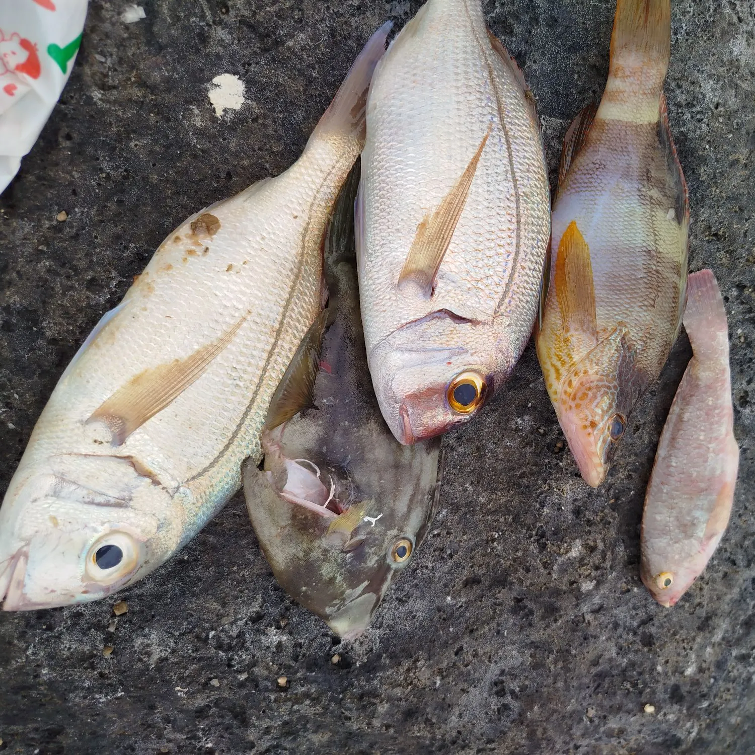 recently logged catches