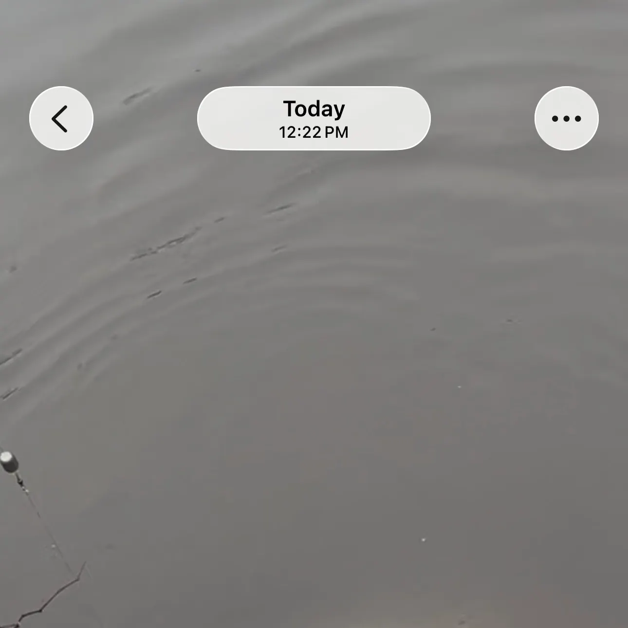 Common carp caught on Fishbrain