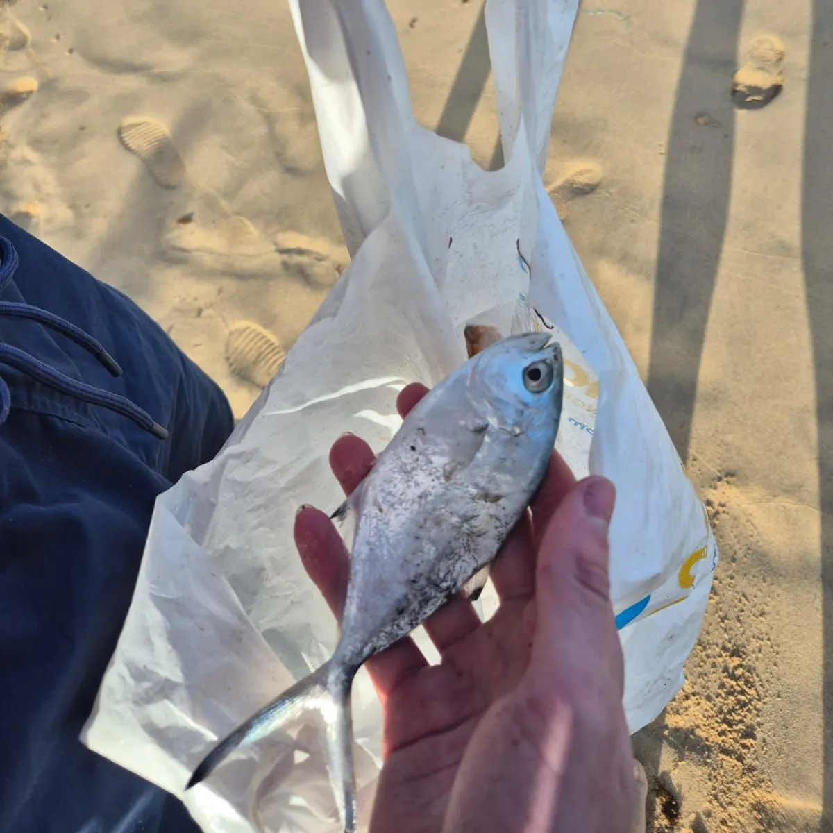 The most recent Derbio pompano catches on Fishbrain