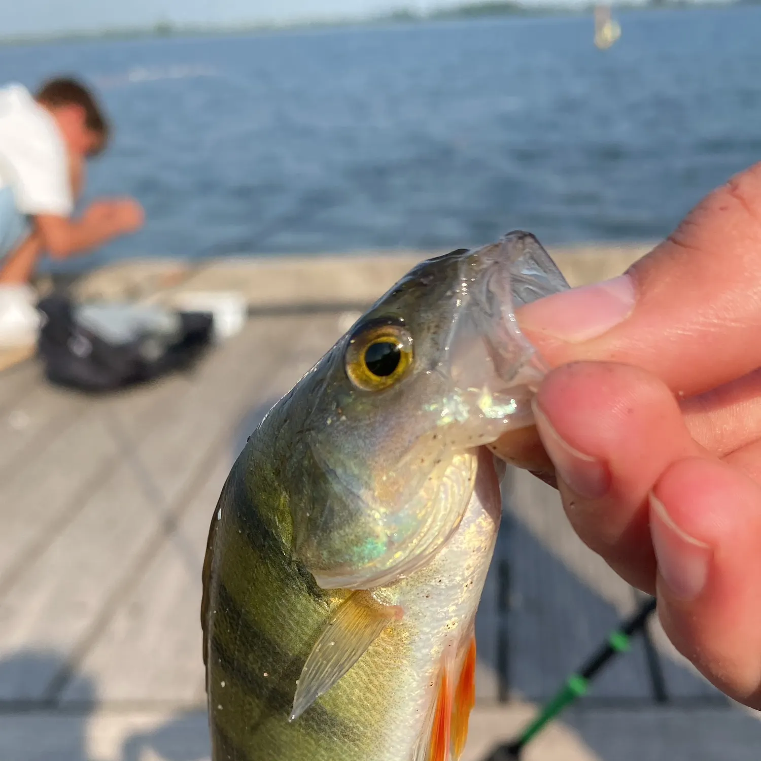 European perch caught on Fishbrain