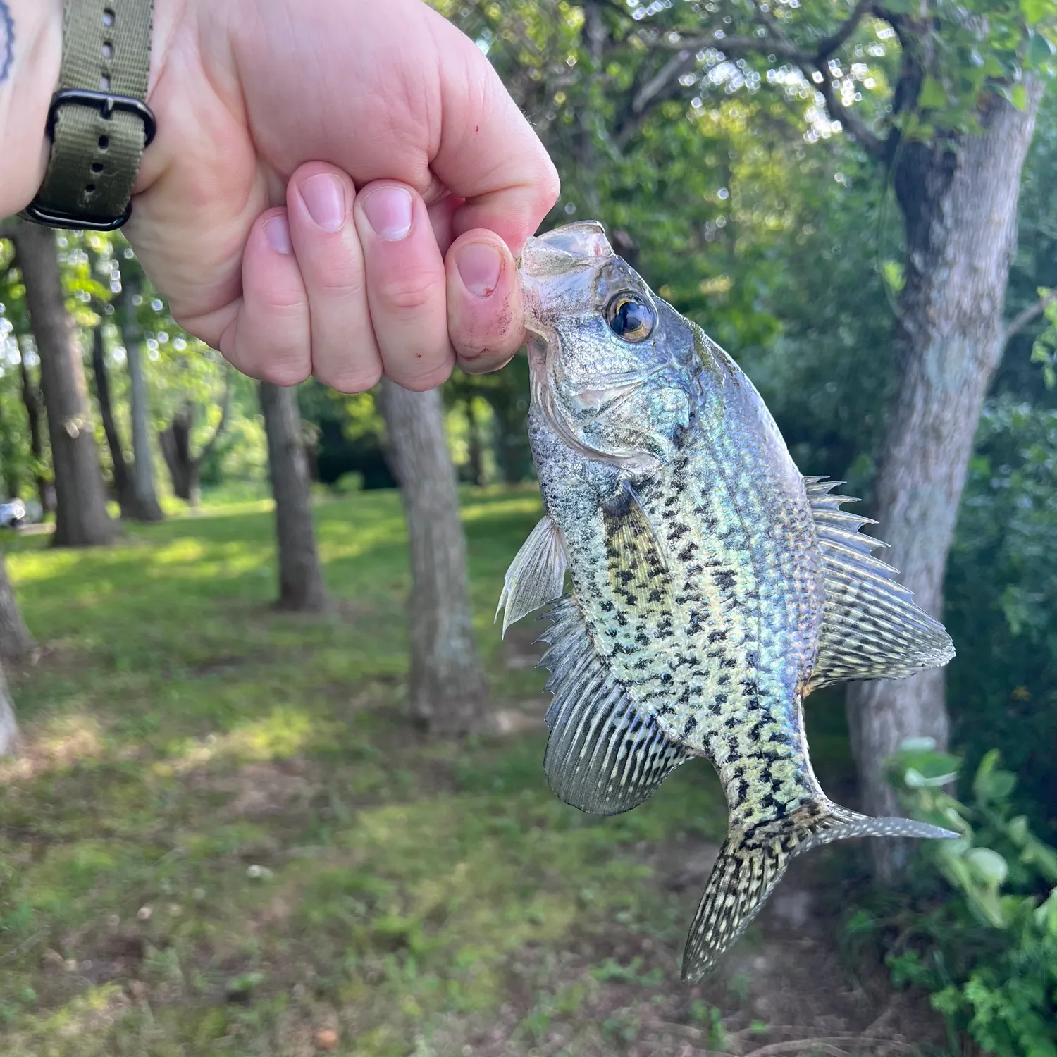 The most recent Black crappie catches on Fishbrain