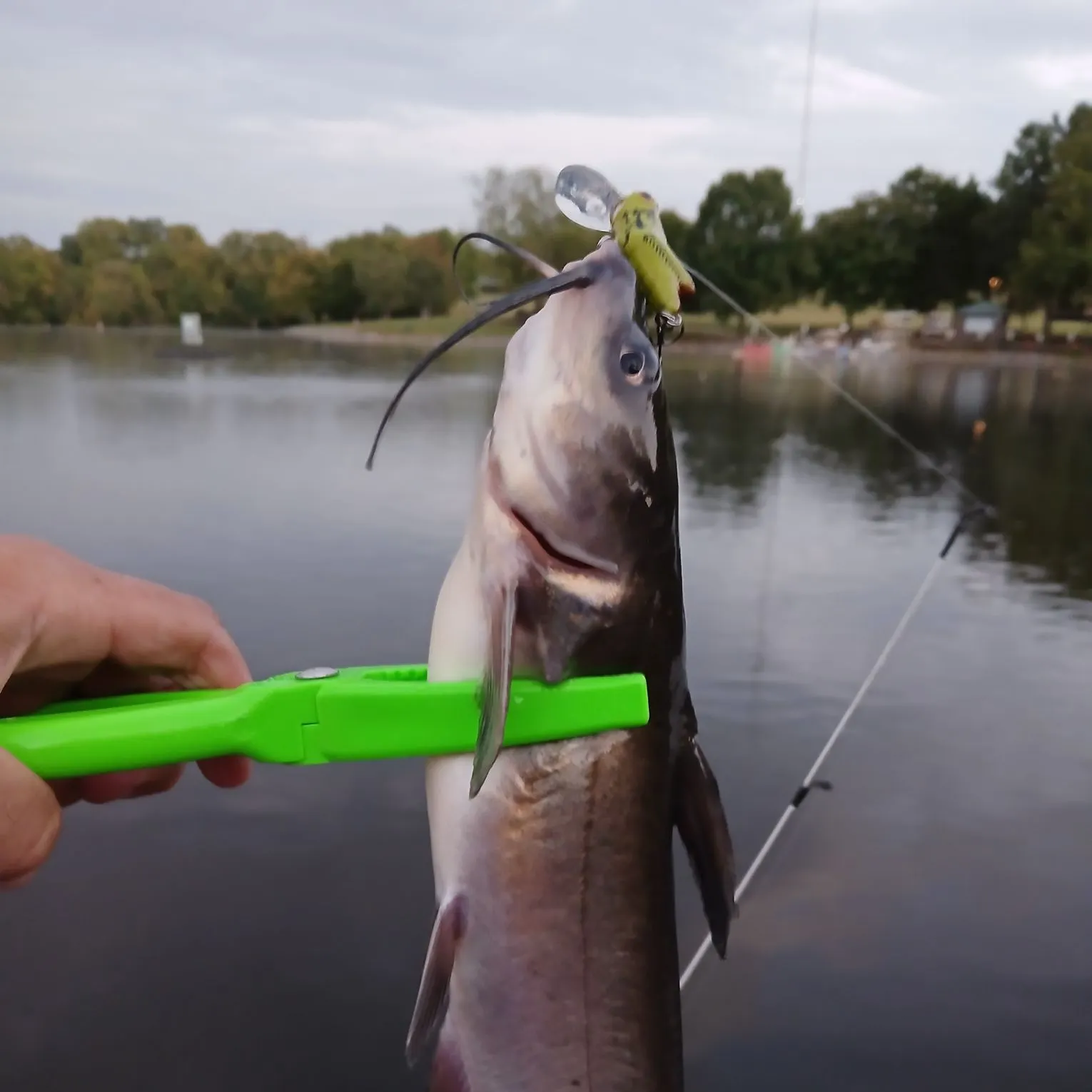 Channel catfish caught on Fishbrain