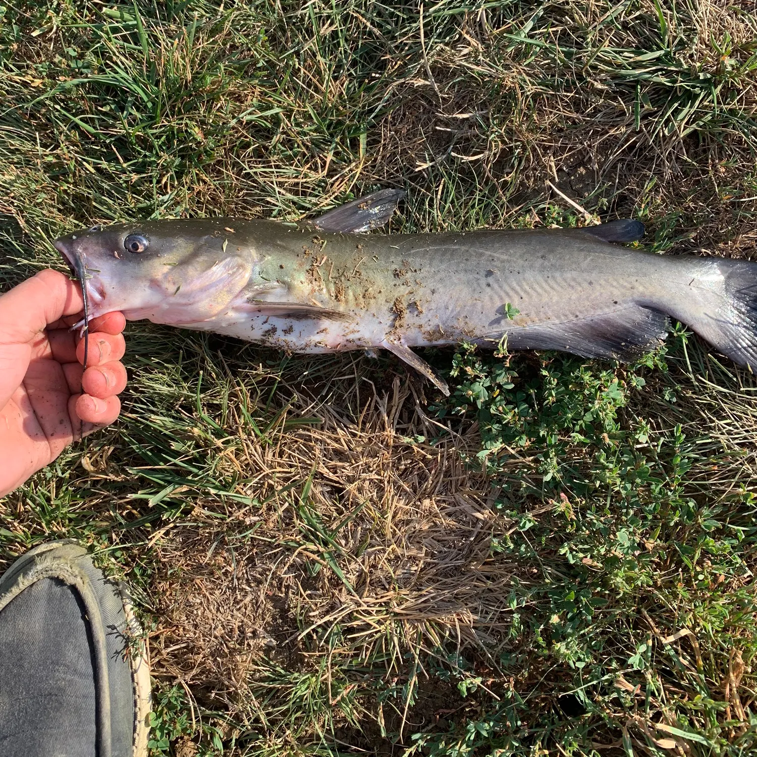 Channel catfish caught on Fishbrain