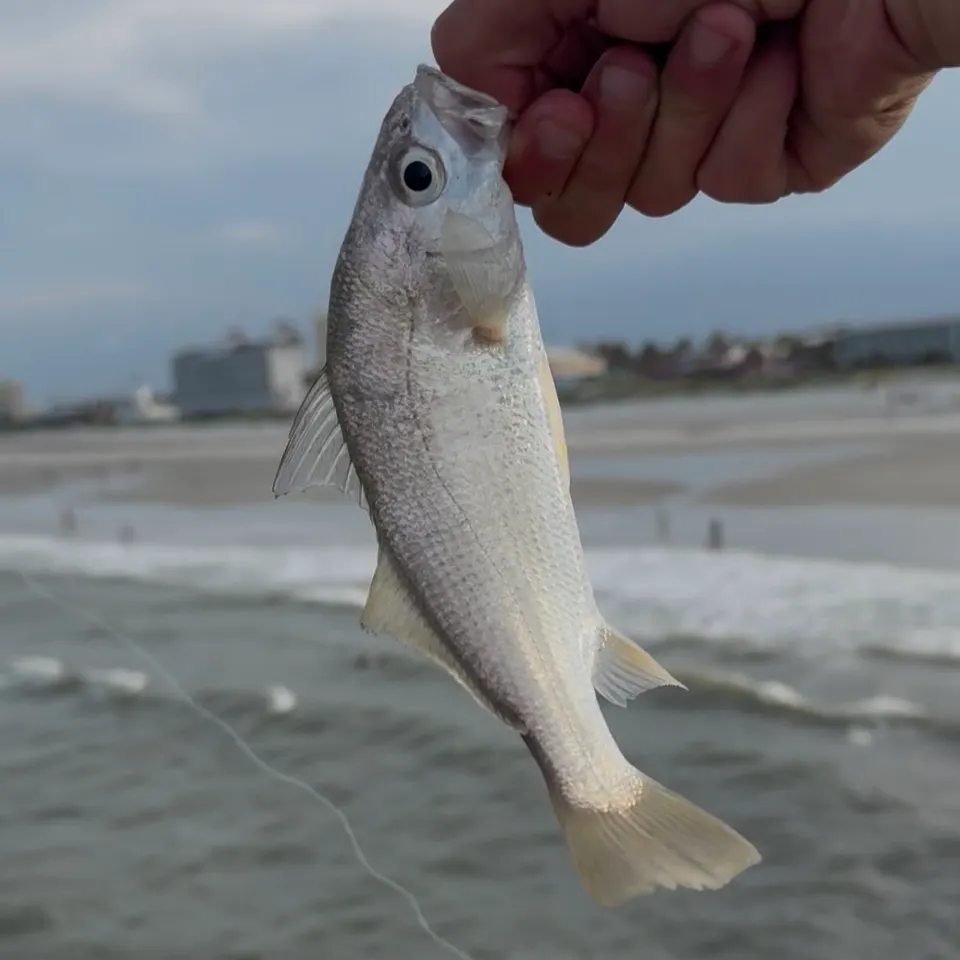 The most recent Silver perch catches on Fishbrain