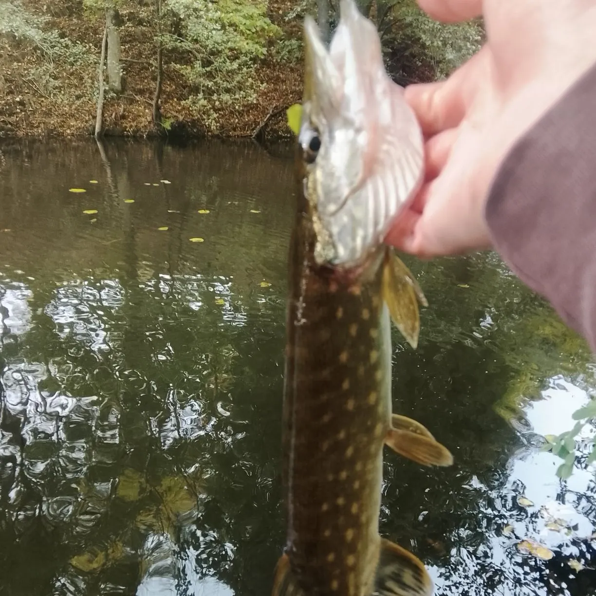Northern pike caught on Fishbrain