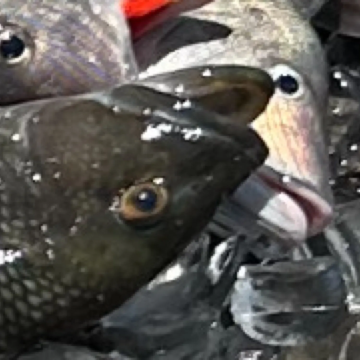 The most recent Peacock hind catches on Fishbrain