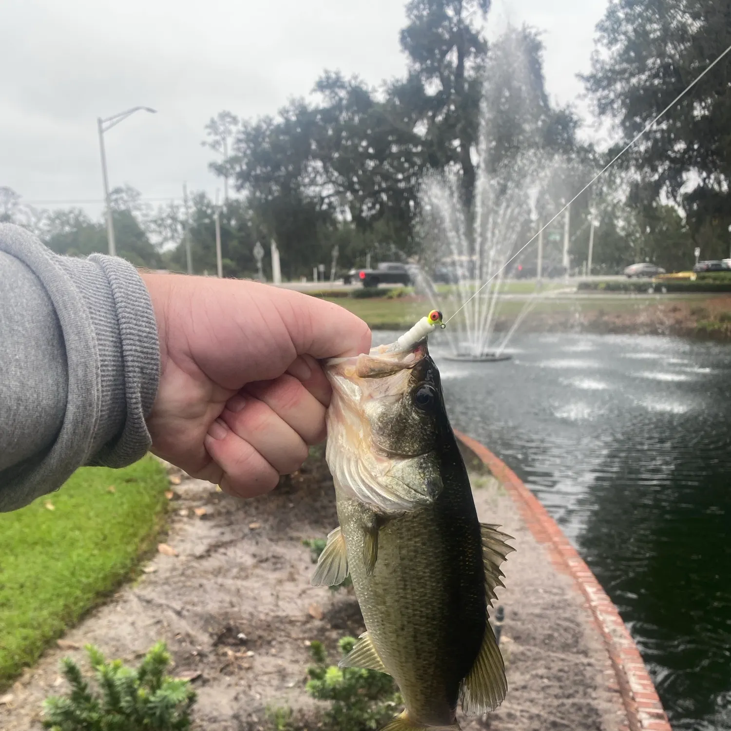 Florida bass caught on Fishbrain