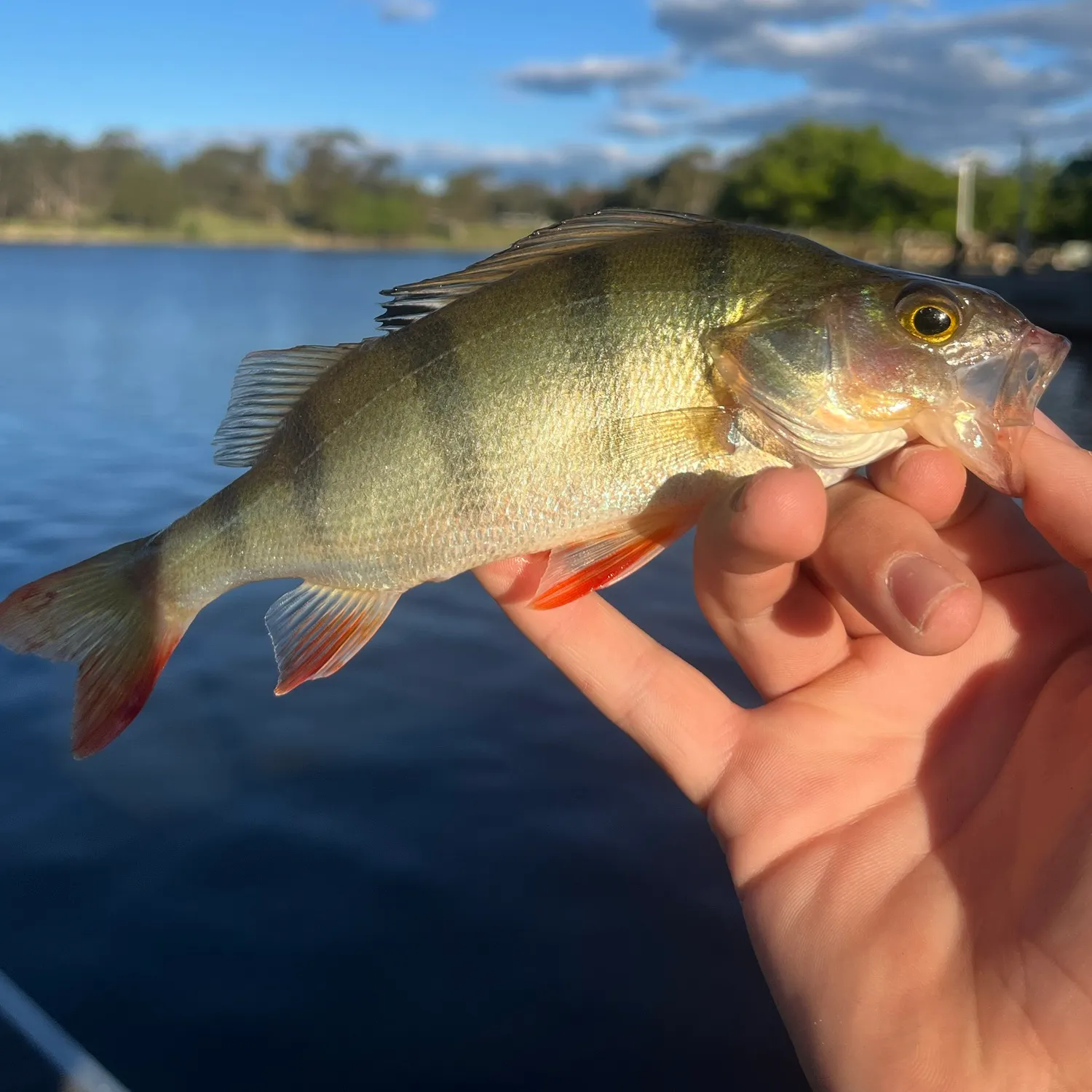 European perch caught on Fishbrain
