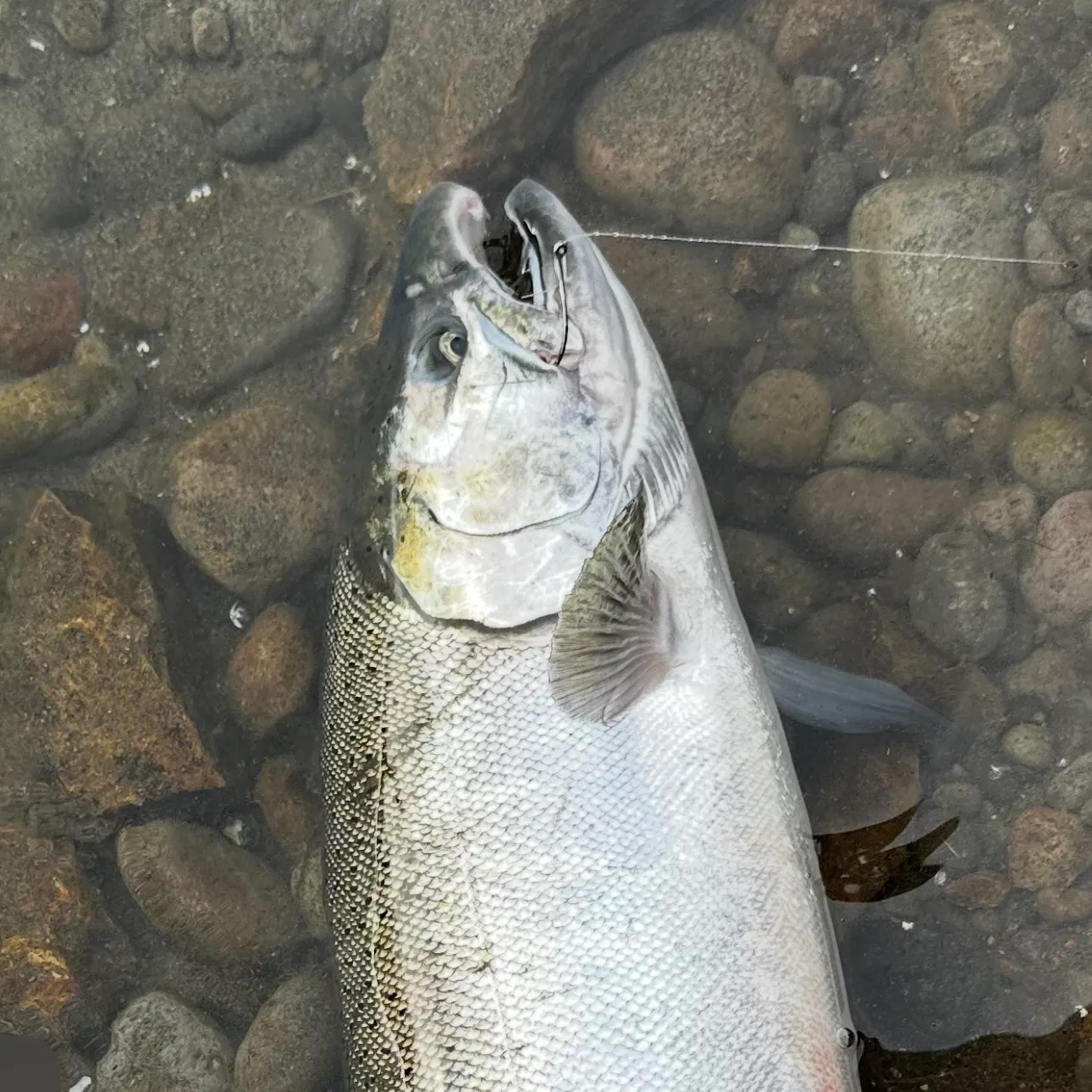 Coho salmon caught on Fishbrain