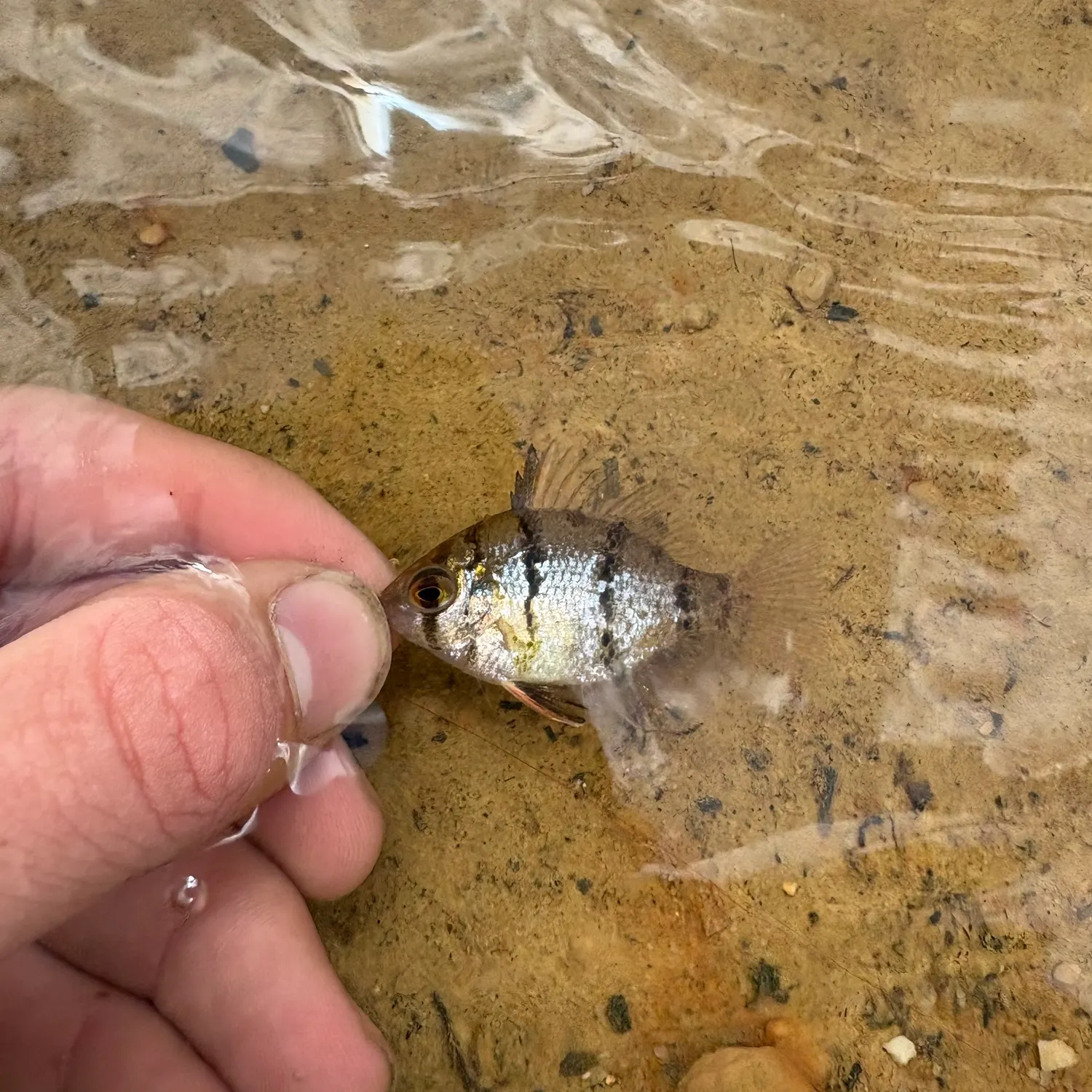 The most recent Blackbanded sunfish catches on Fishbrain
