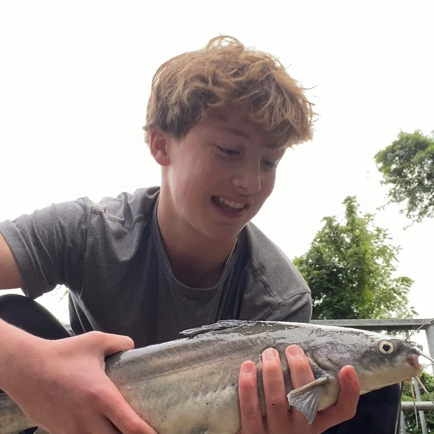 Blue catfish caught on Fishbrain