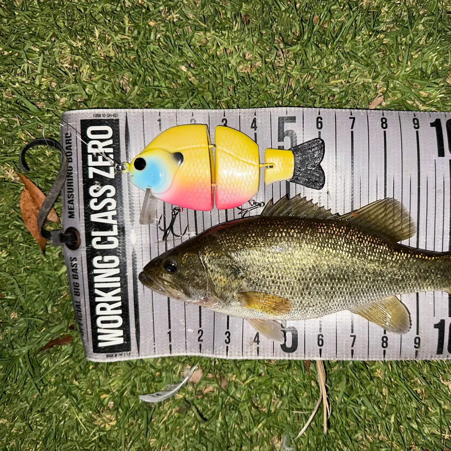 Largemouth bass caught on Fishbrain