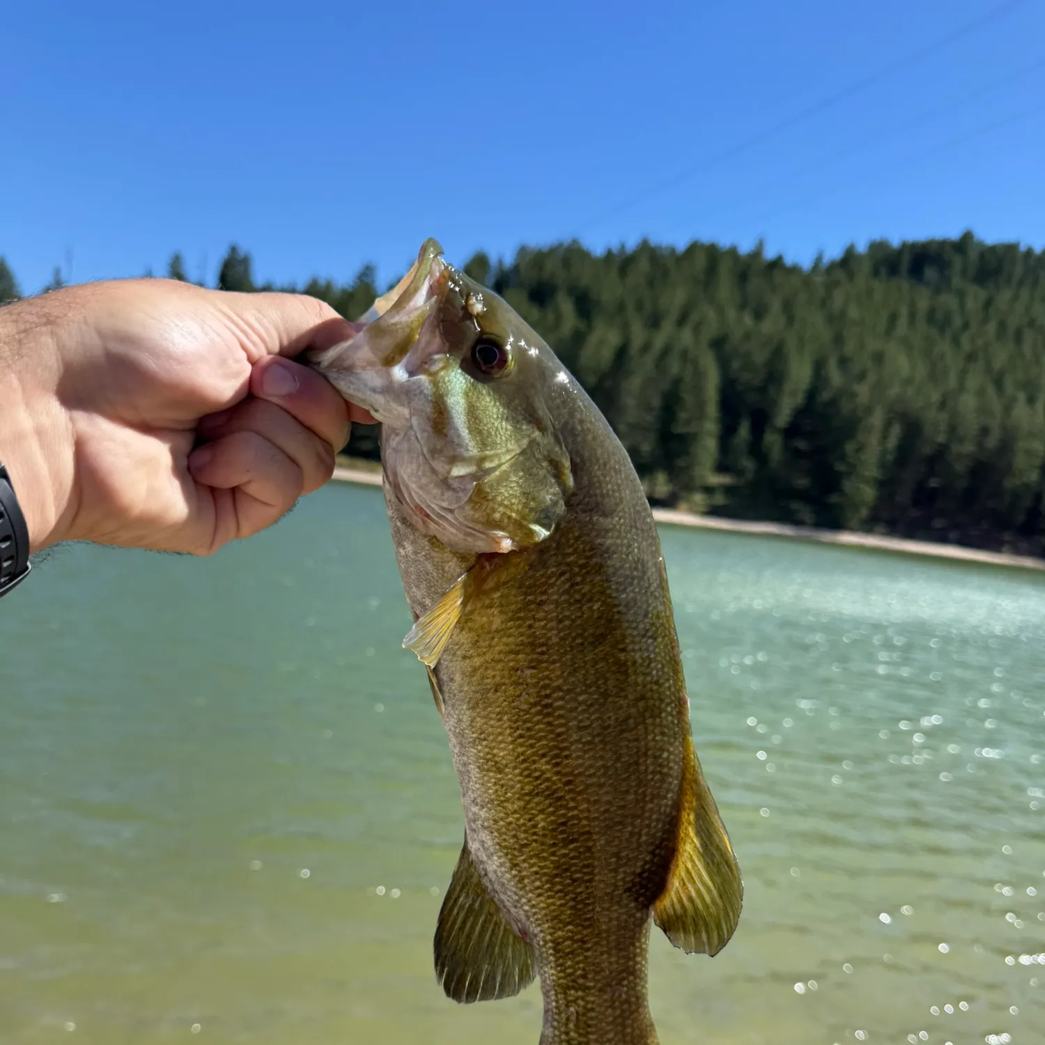Smallmouth bass caught on Fishbrain