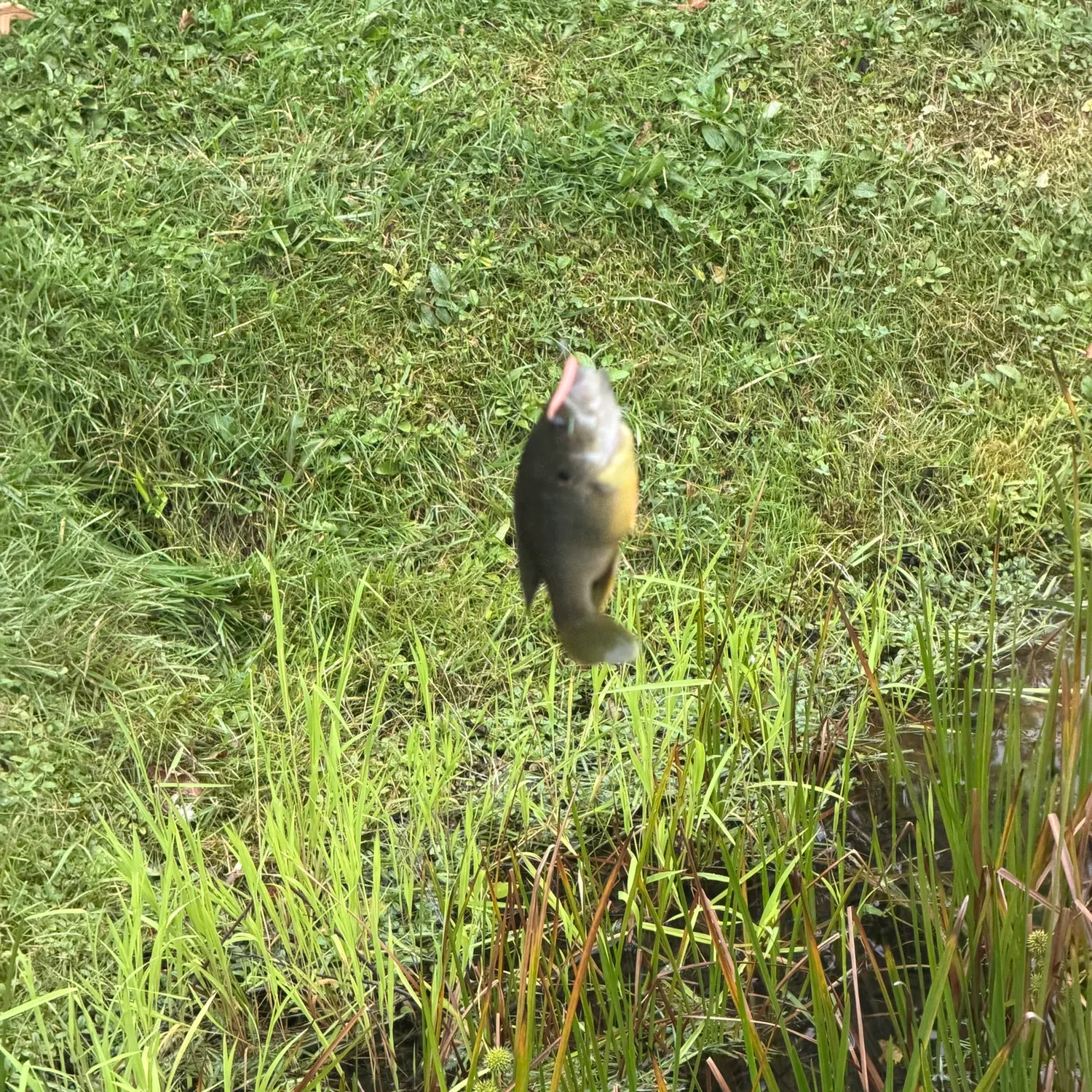 Fish caught on Fishbrain