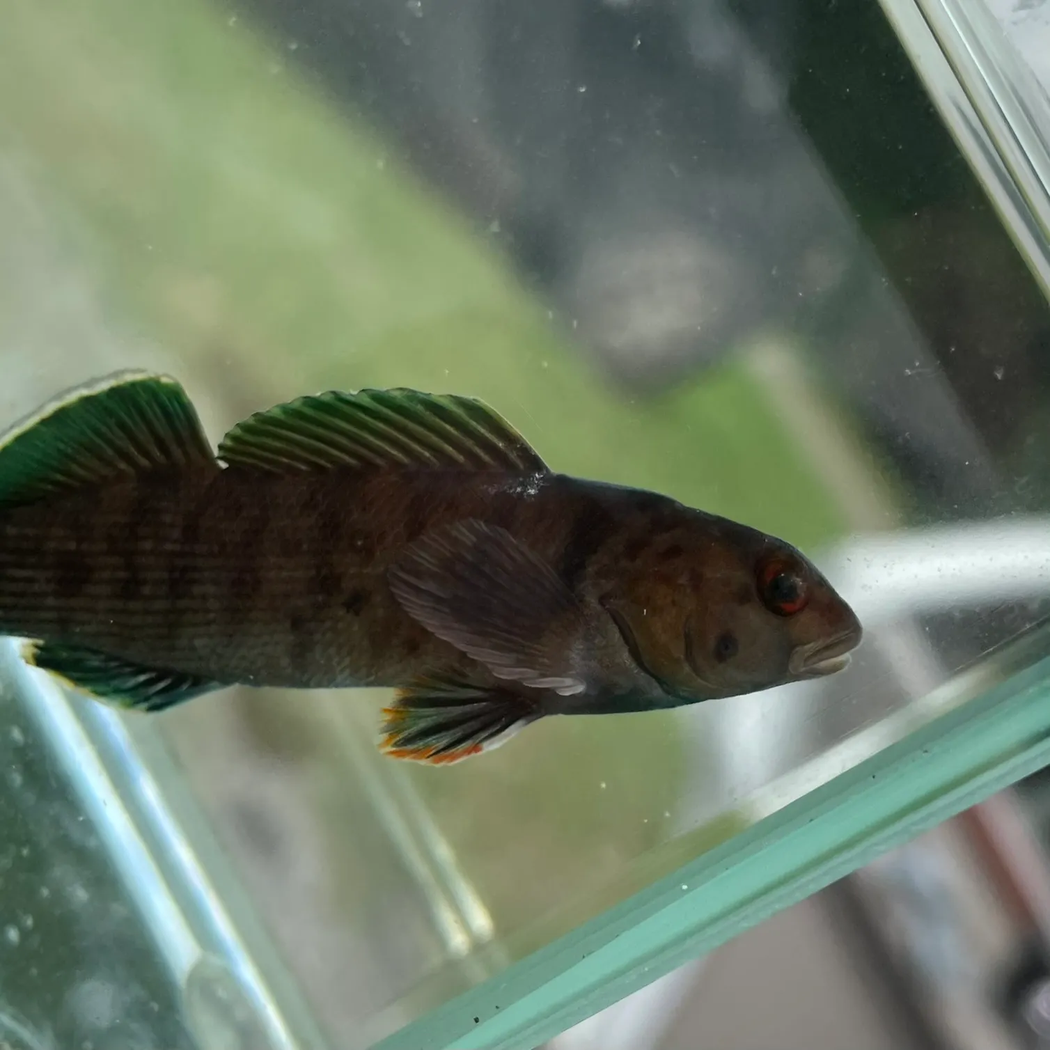 The most recent Greenfin darter catches on Fishbrain